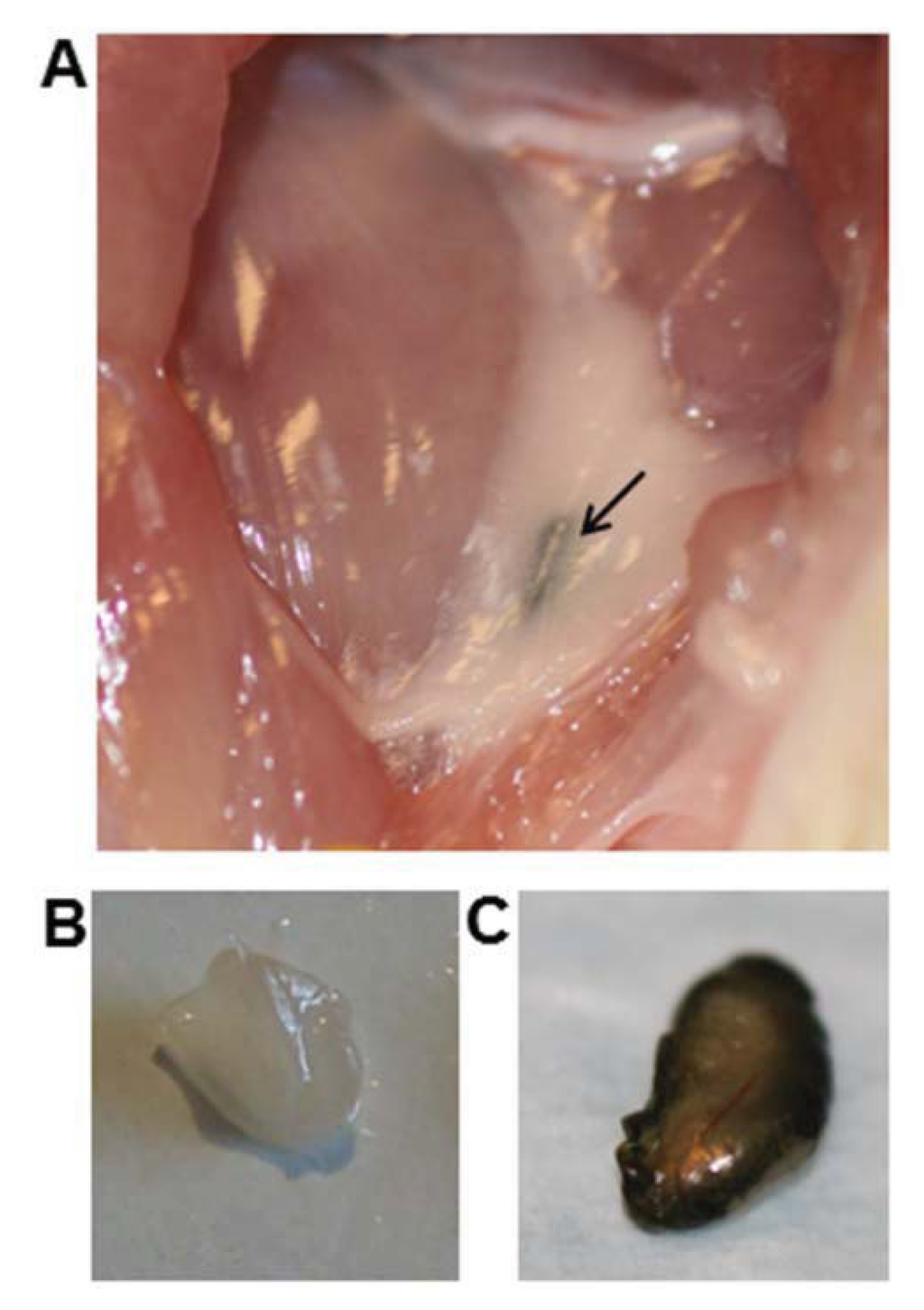 Diagnostics 04 00013 g005 1024