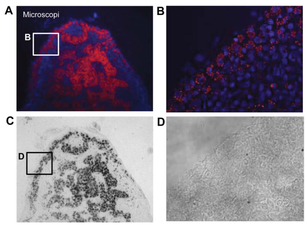 Diagnostics 04 00013 g007 1024
