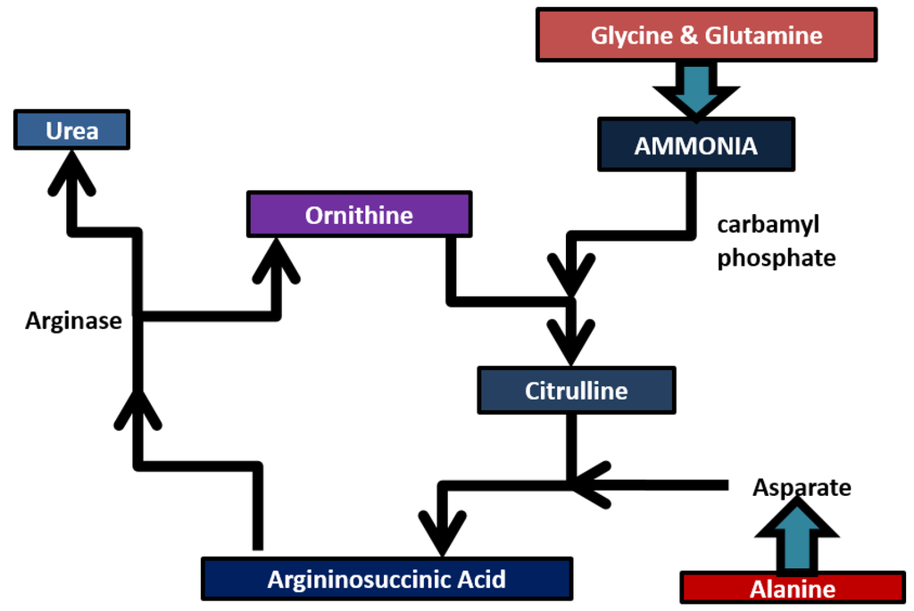Diagnostics 05 00027 g003 1024
