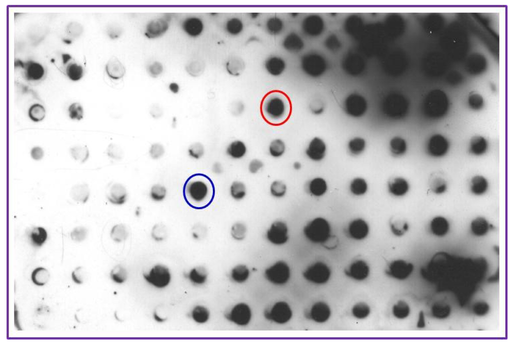 Diagnostics 05 00177 g002 1024