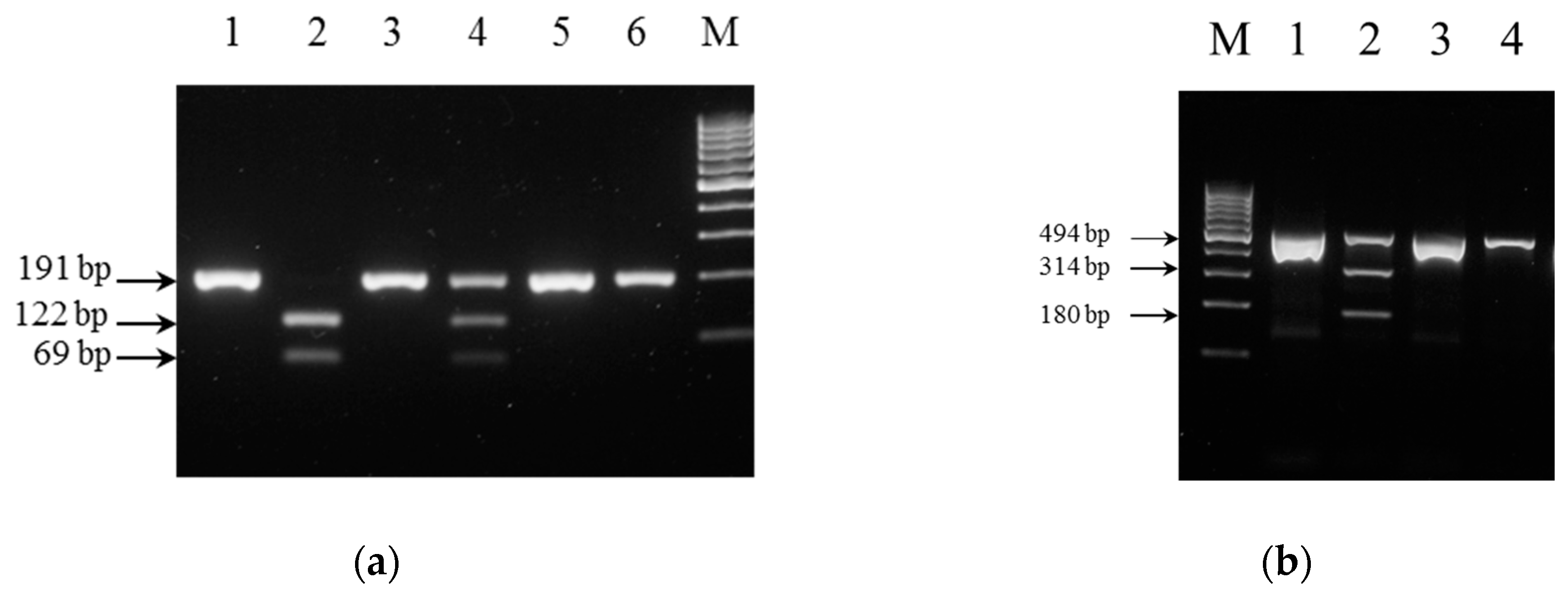 Diagnostics 07 00027 g002