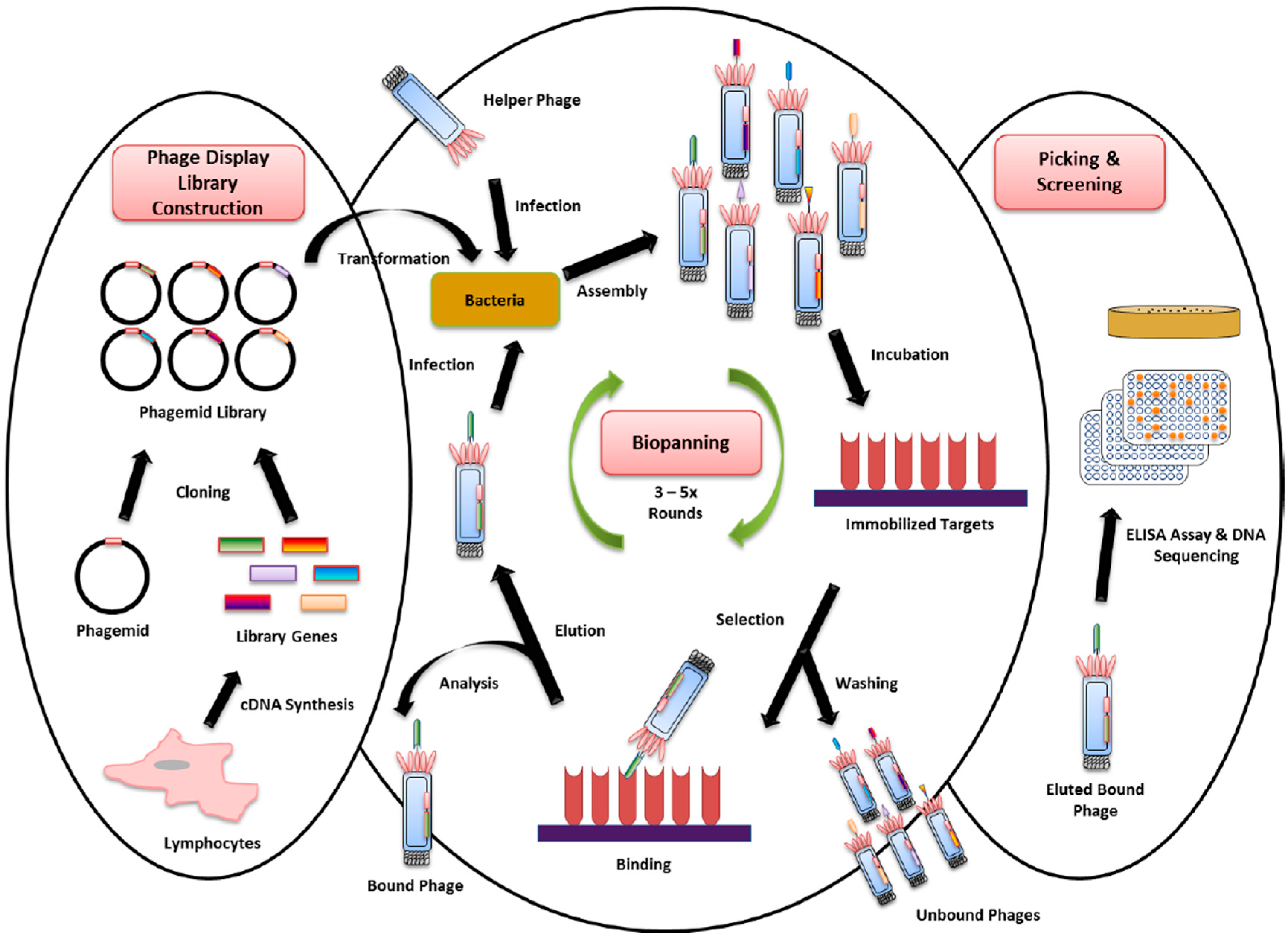 Diagnostics 07 00052 g002