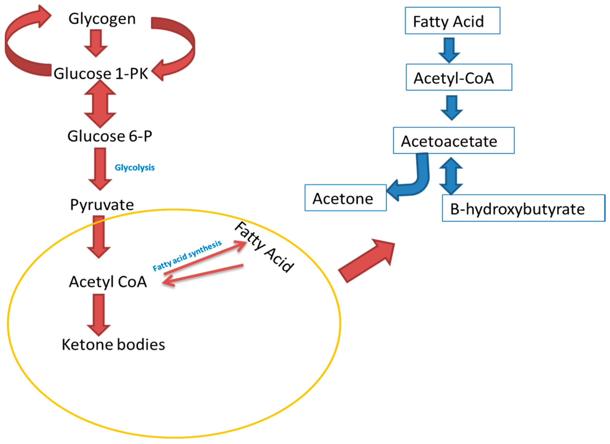 Diagnostics 08 00012 g001