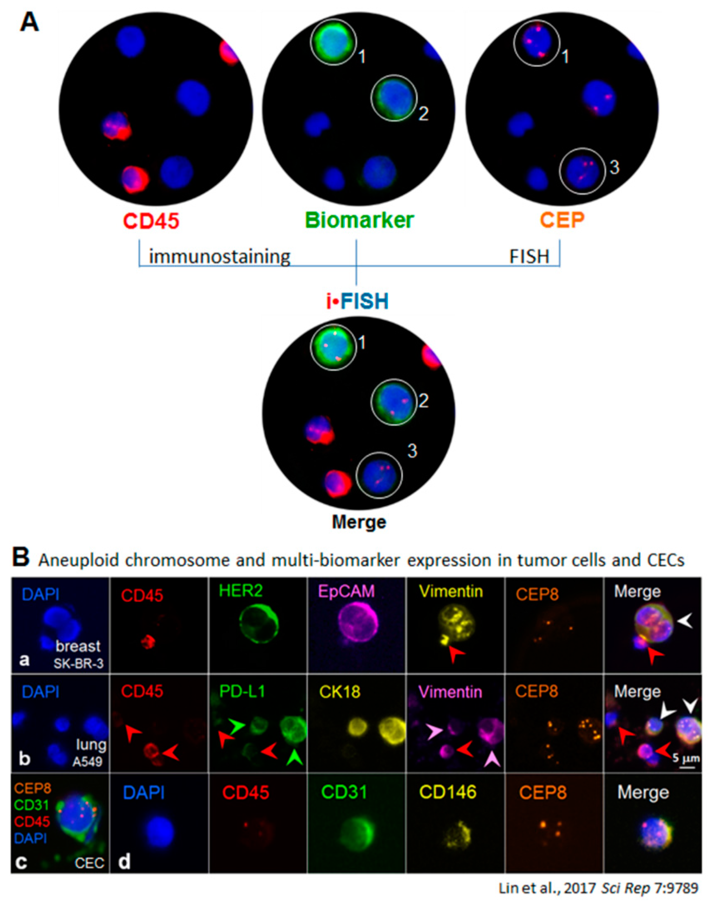 Diagnostics 08 00026 g002