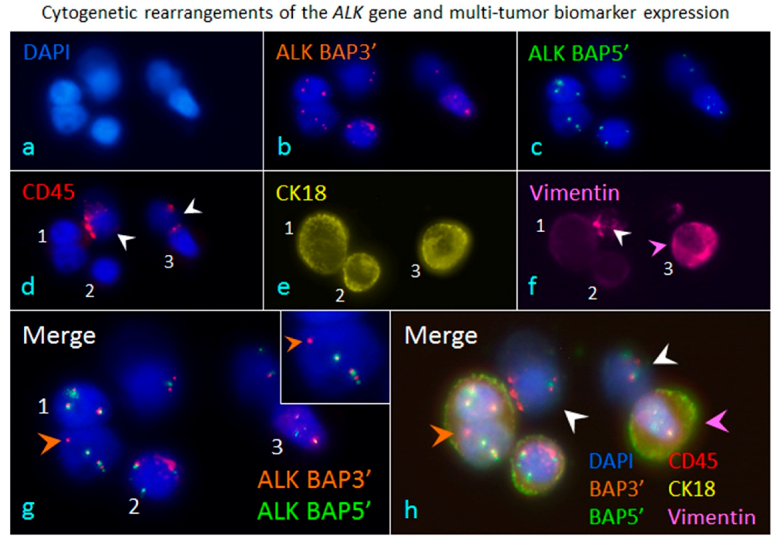 Diagnostics 08 00026 g003