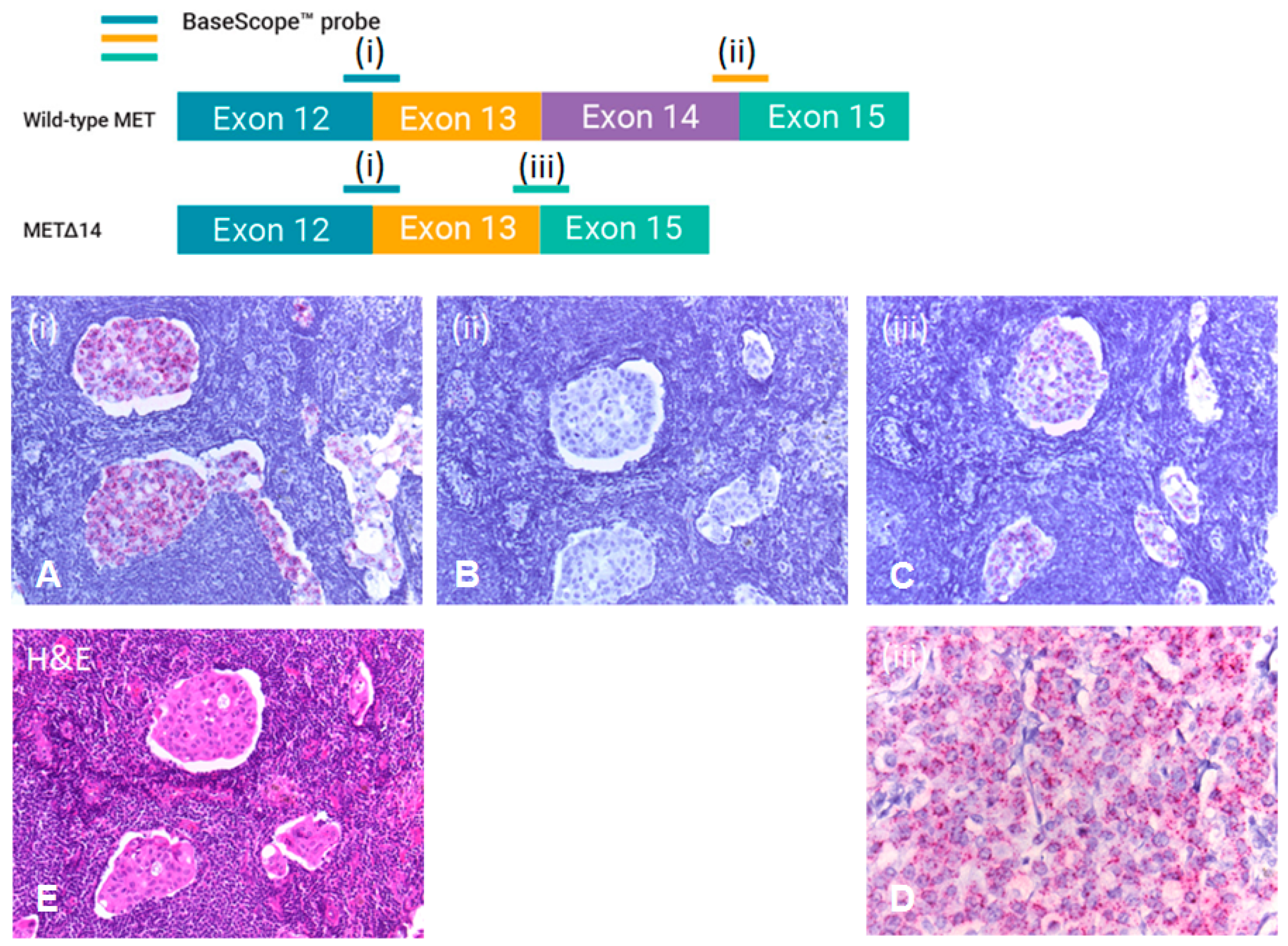 Diagnostics 09 00013 g003 Diagnostics 09 00013 g003
