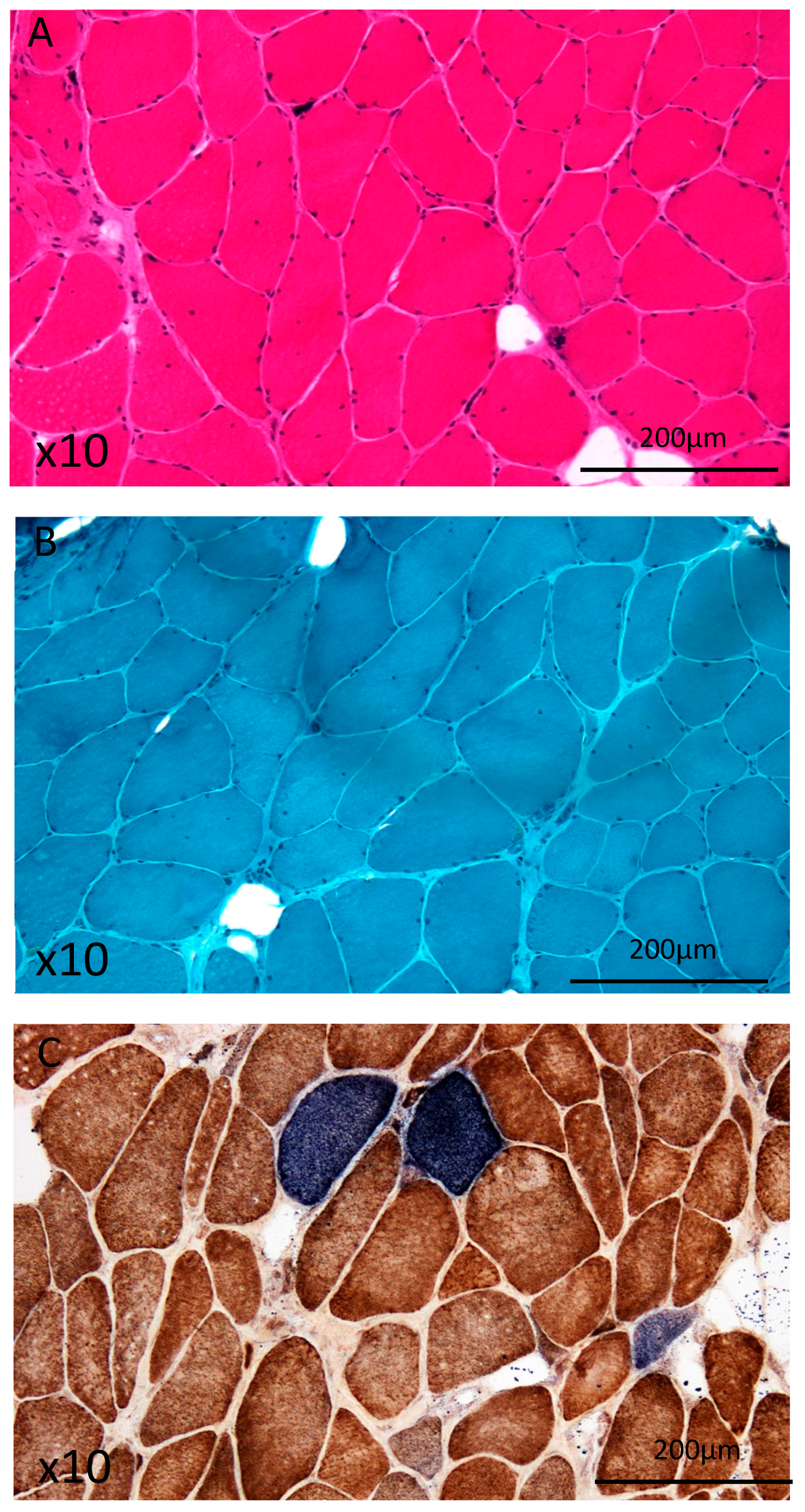 Diagnostics 10 00068 g002