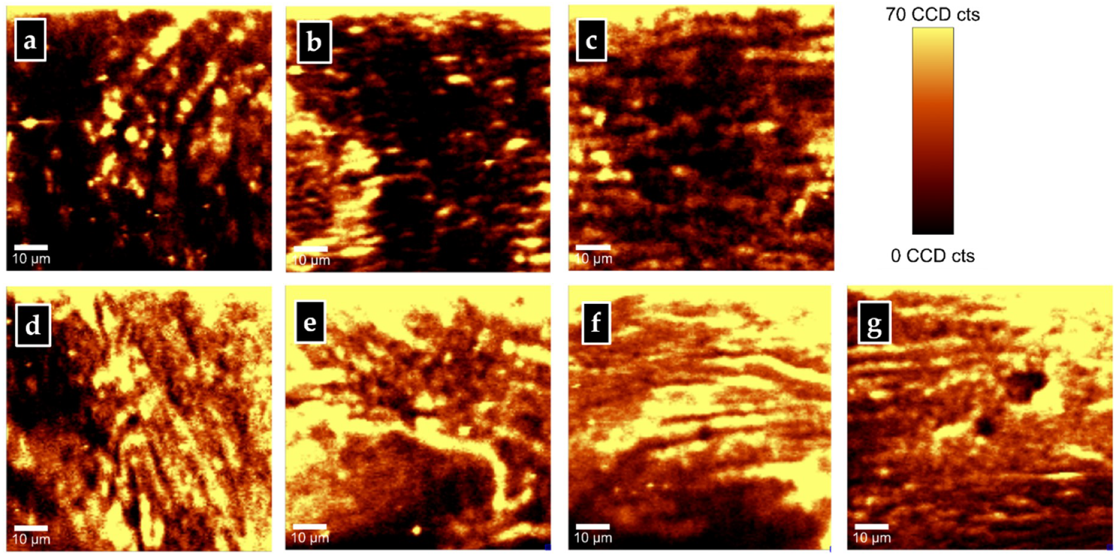 Diagnostics 10 00079 g002