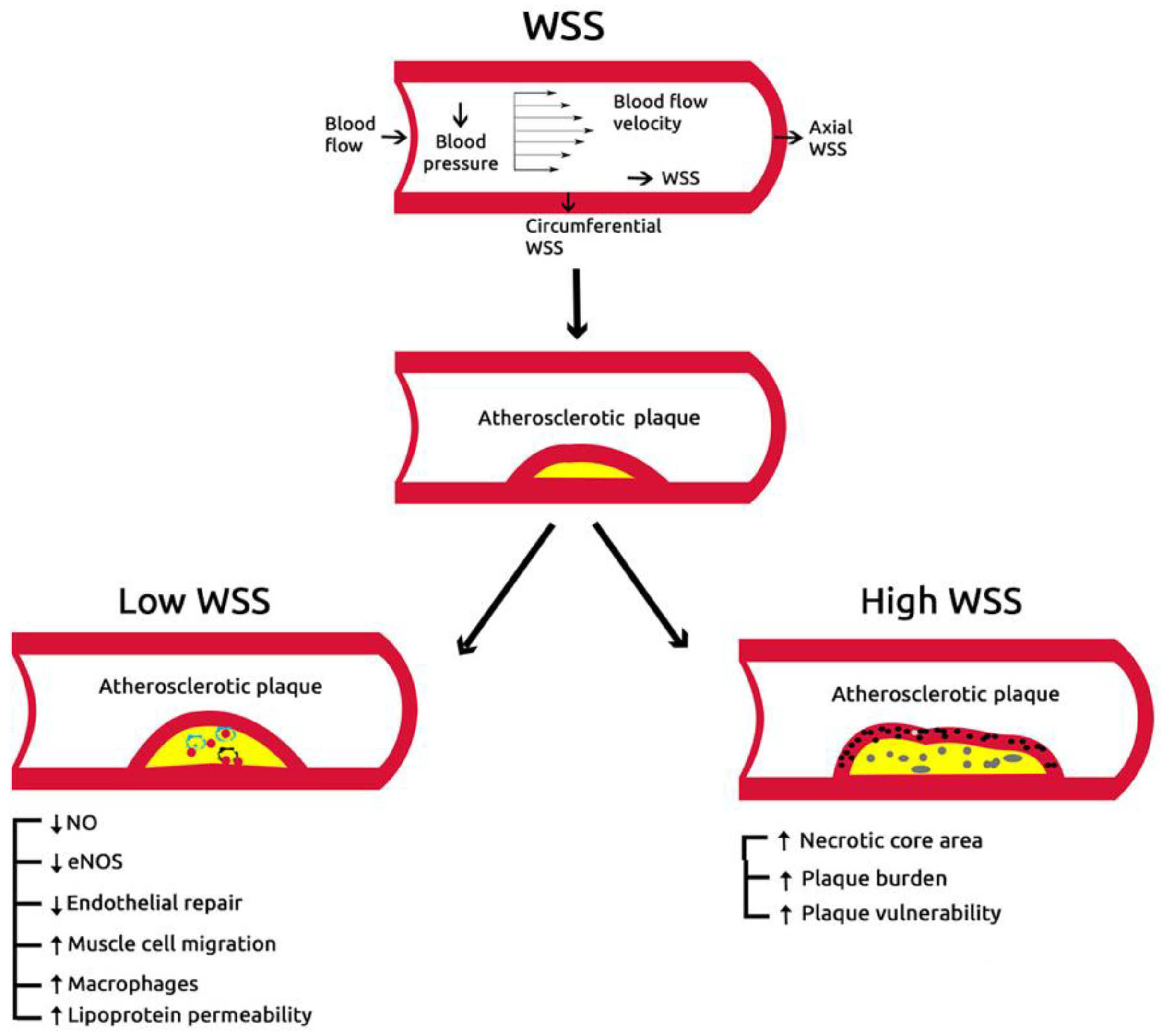 Diagnostics 10 00091 g004