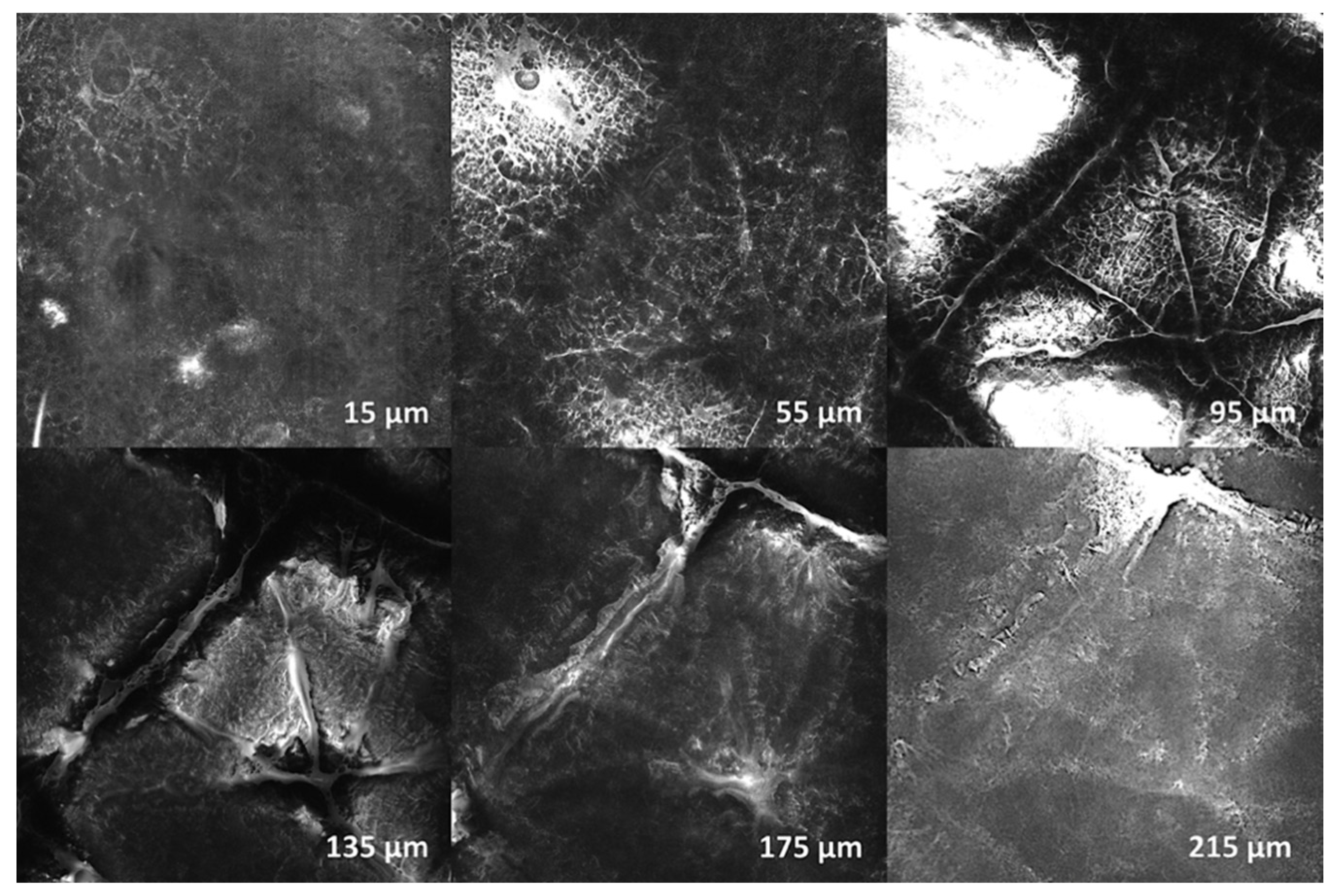 Diagnostics 10 00210 g002