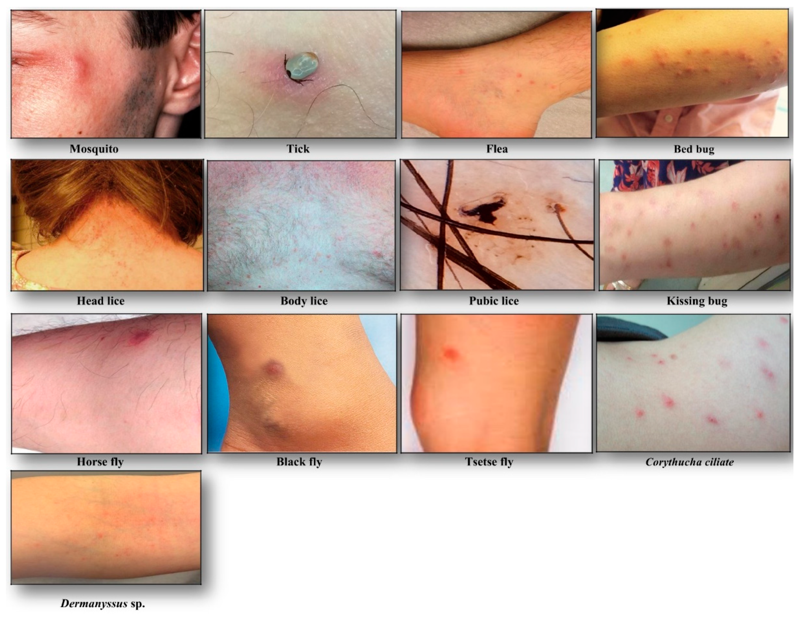 Diagnostics 10 00308 g002