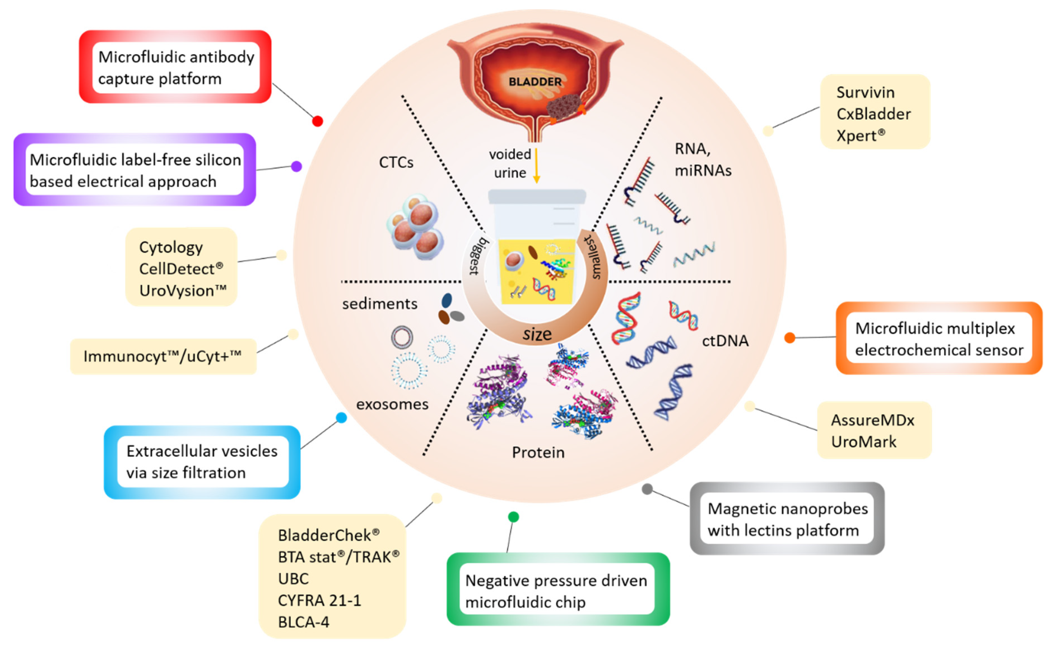 Diagnostics 10 00383 g001