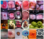 Diagnostics 10 00451 g002