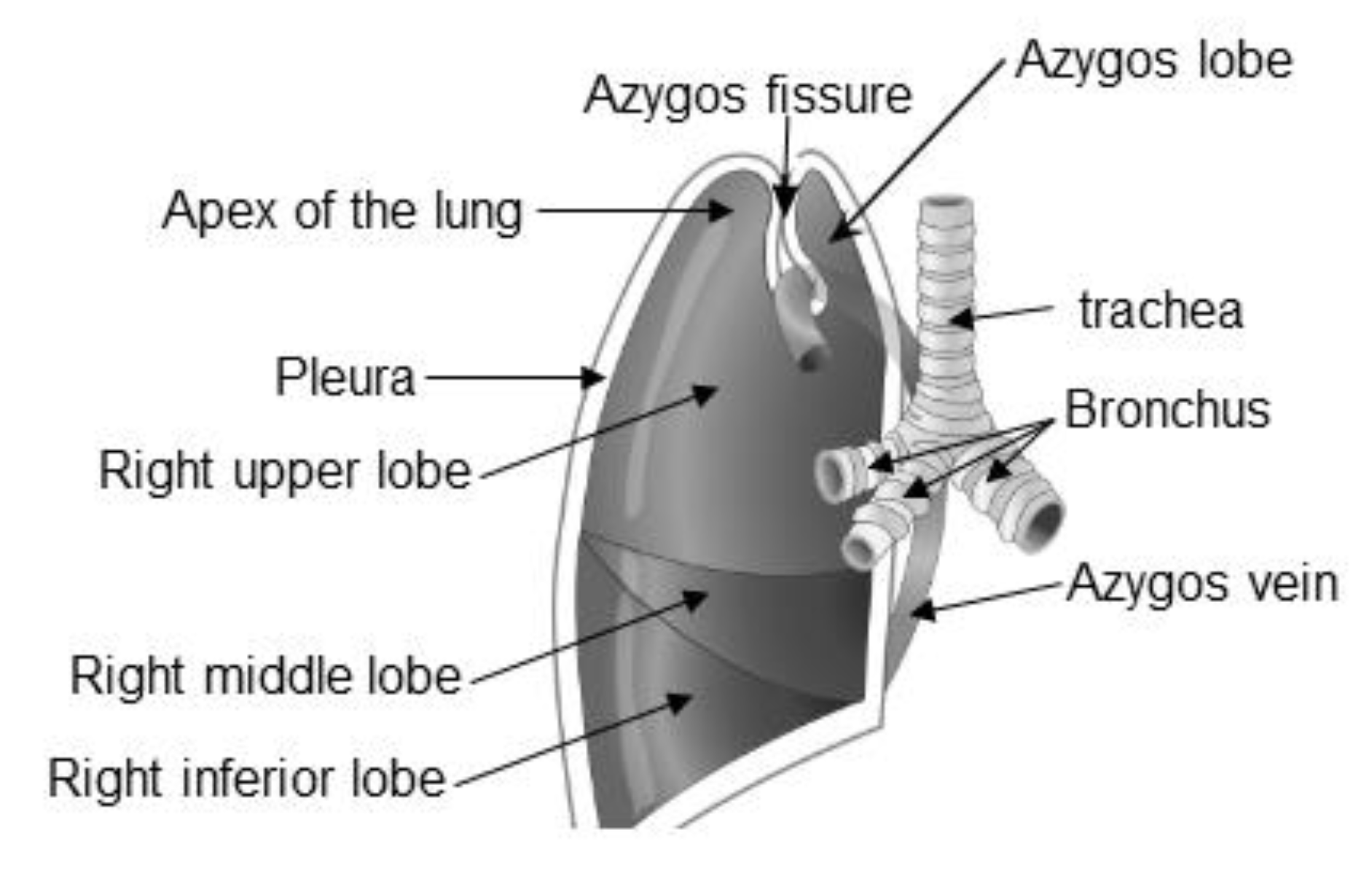 Diagnostics 10 00470 g004