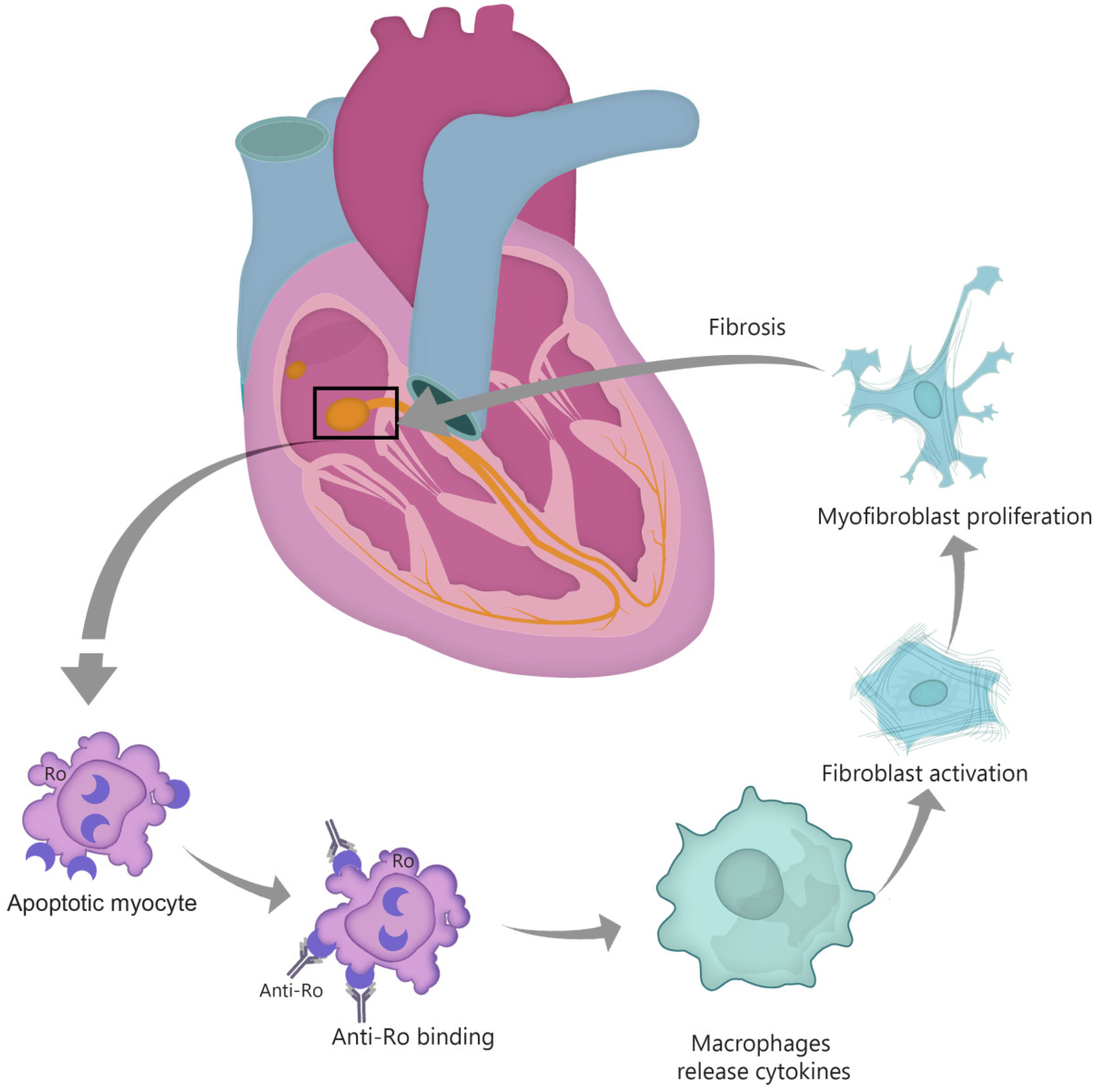 Diagnostics 10 00478 g001