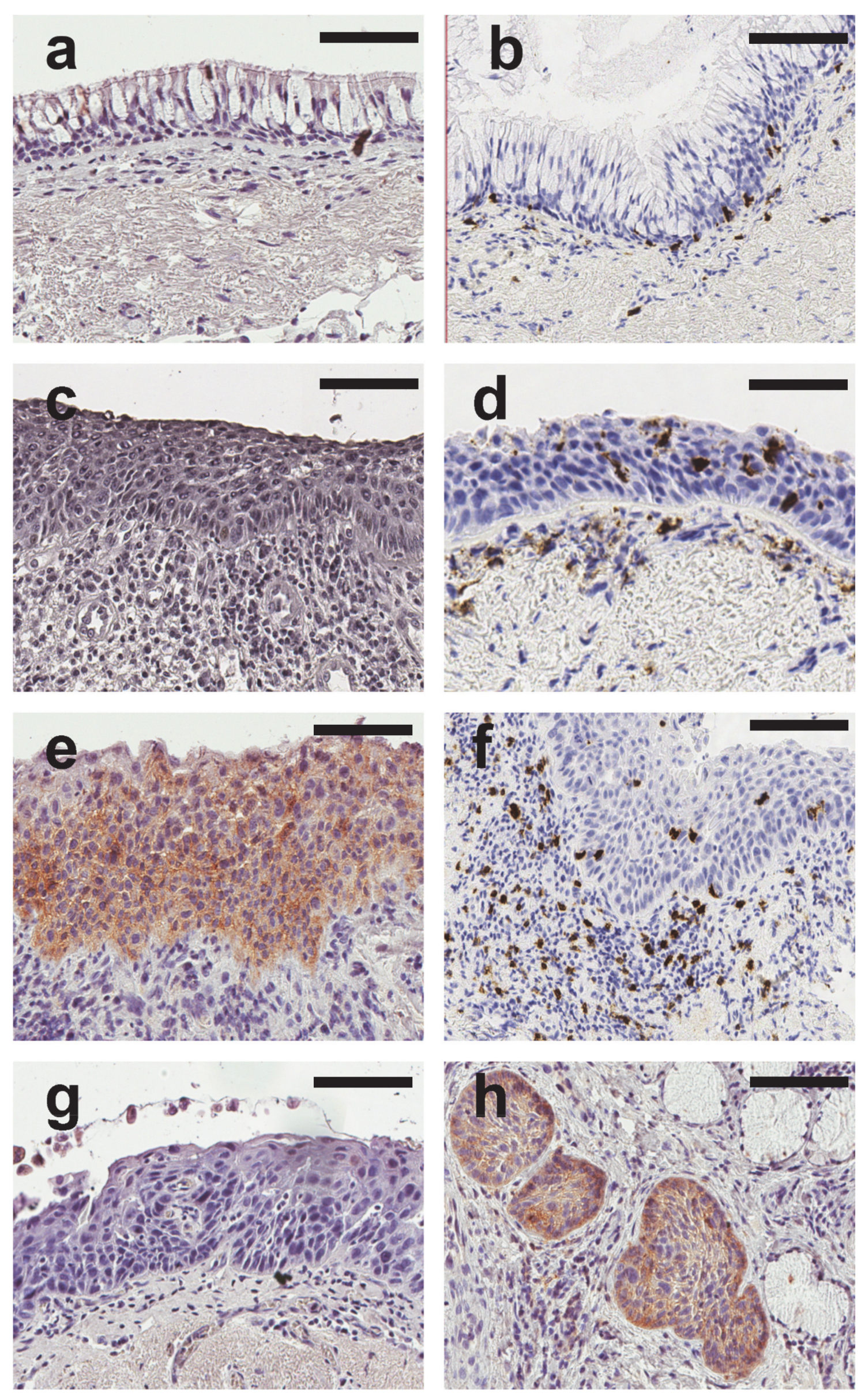 Diagnostics 10 00503 g001