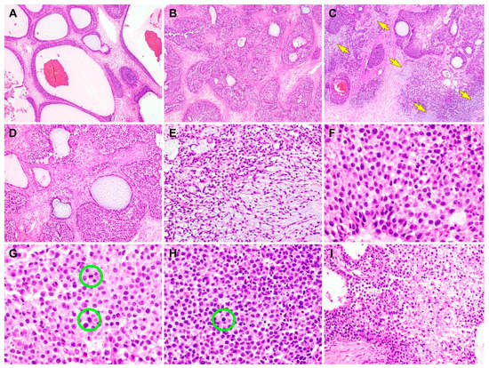 Diagnostics 10 00537 g002