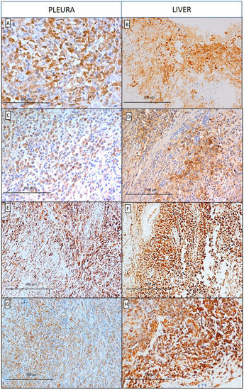 Diagnostics 10 00555 g002