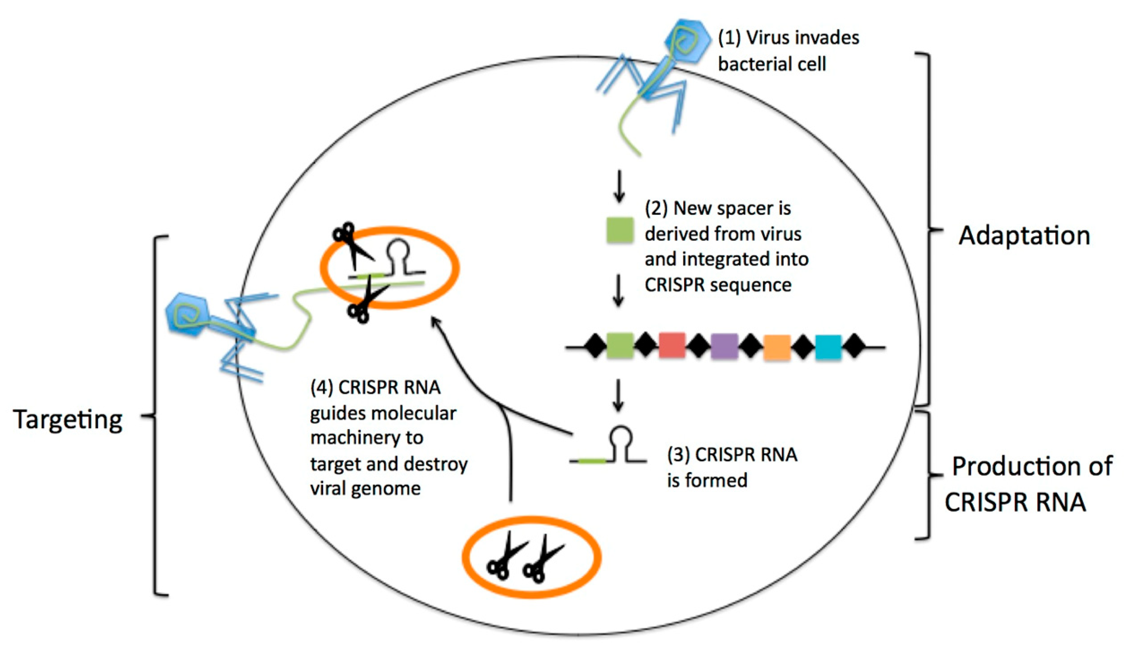 Diagnostics 10 00905 g004