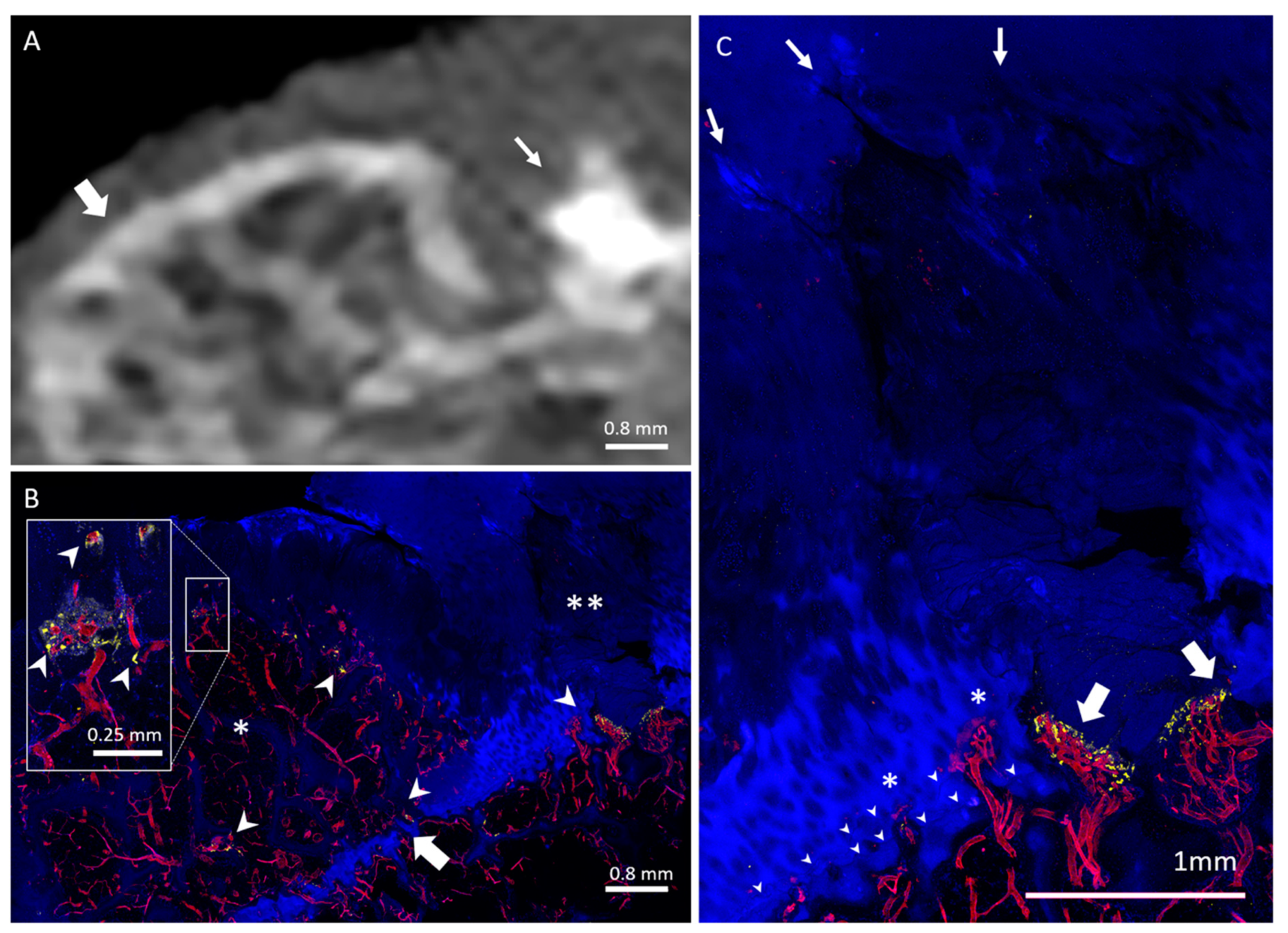 Diagnostics 10 01051 g001