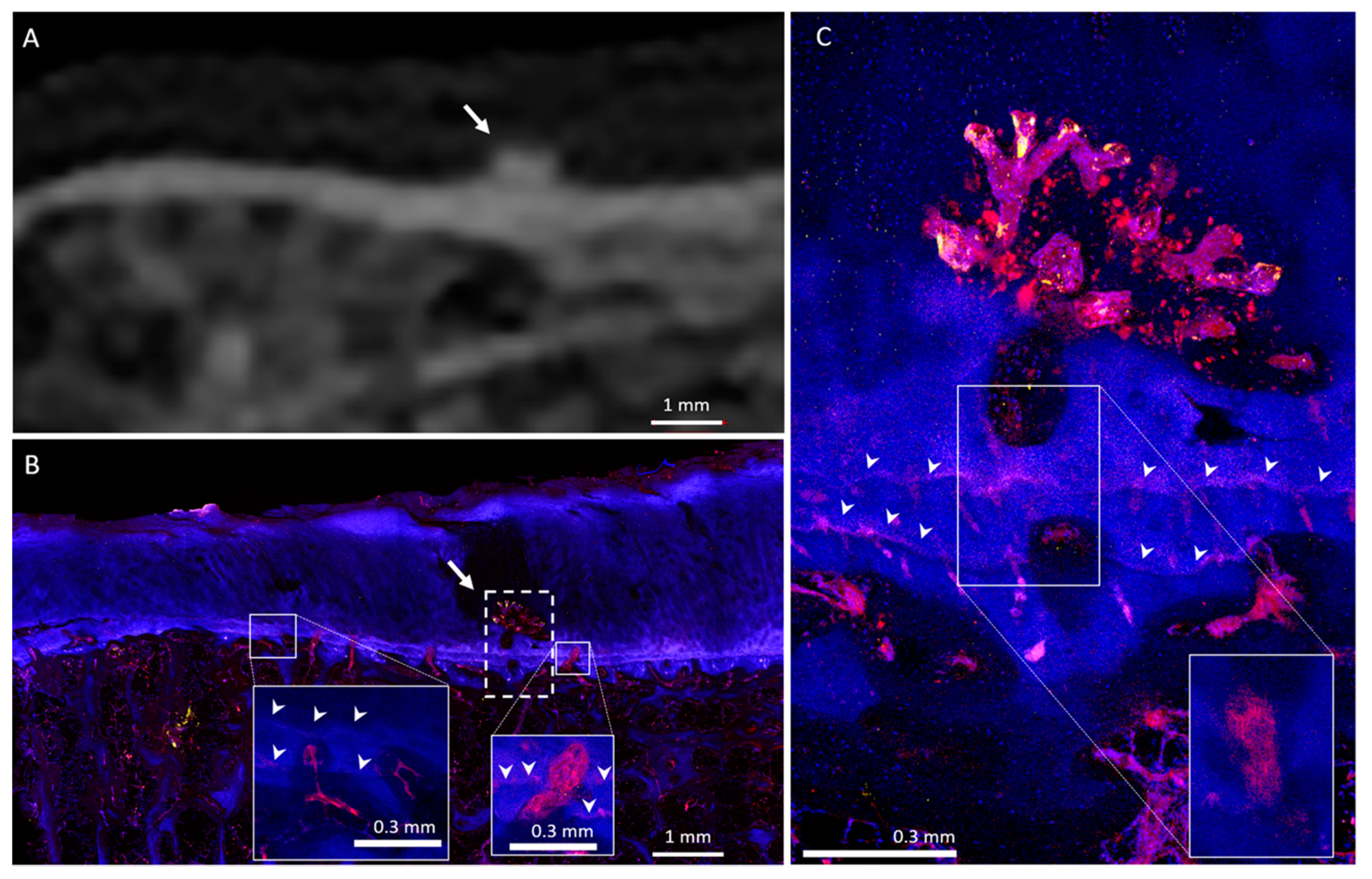 Diagnostics 10 01051 g002