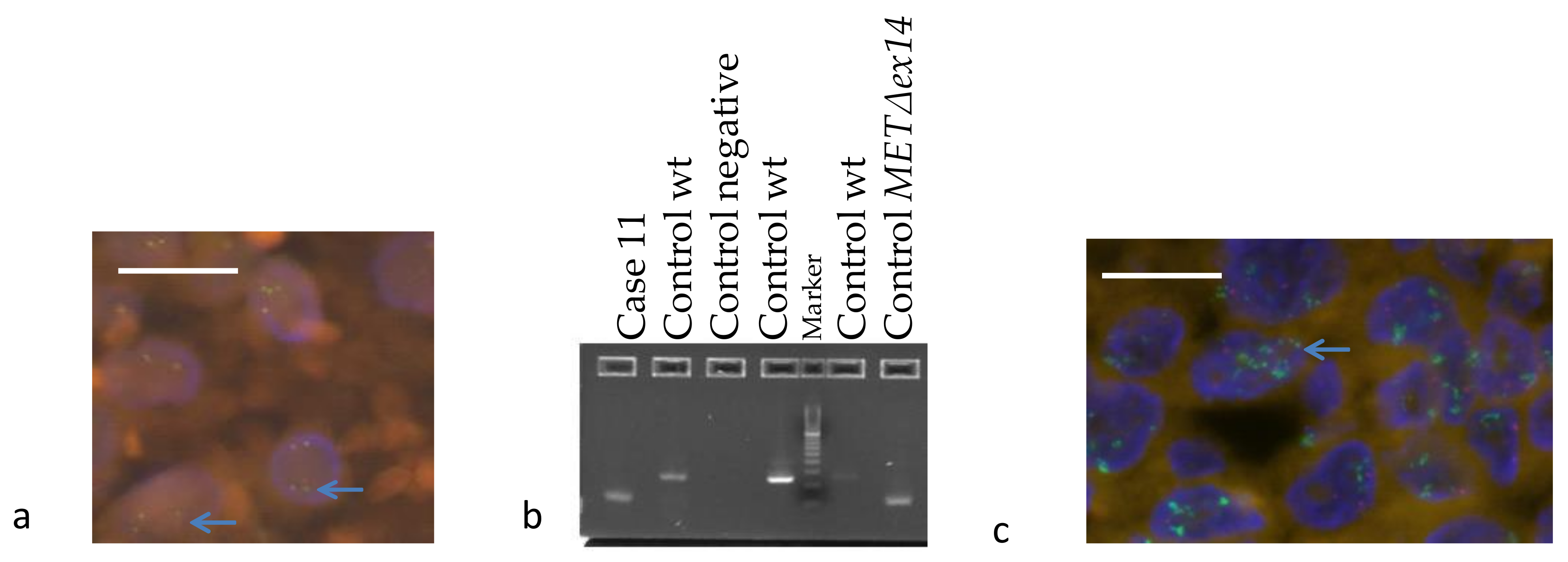 Diagnostics 11 00015 g004