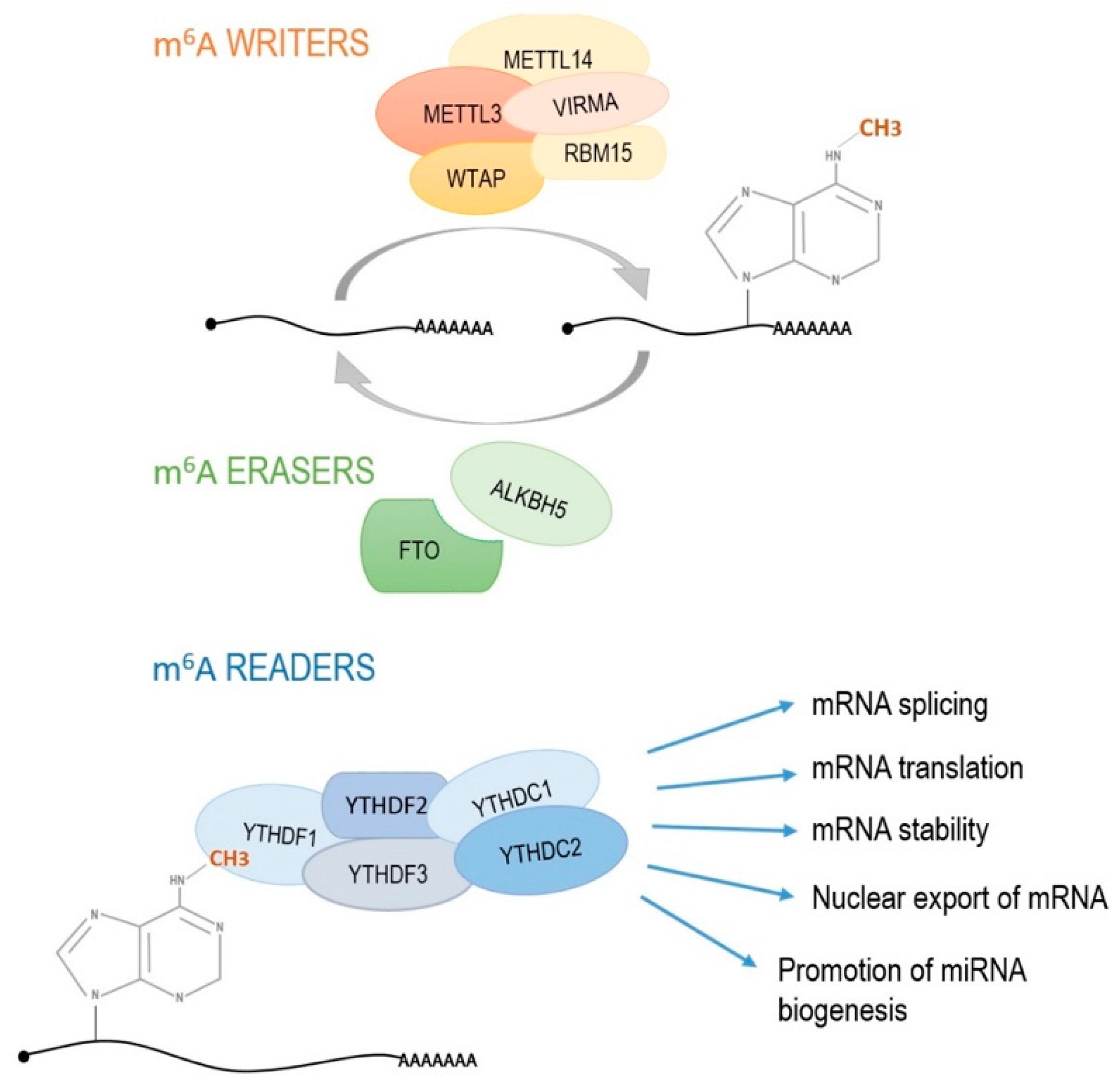 Diagnostics 11 00034 g003