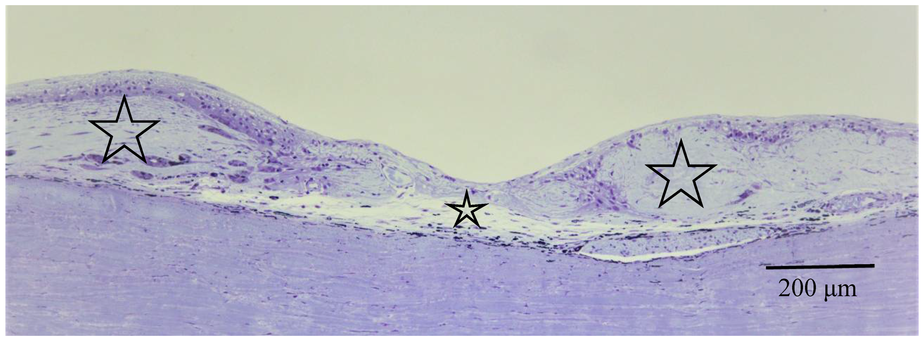 Diagnostics 11 00039 g011