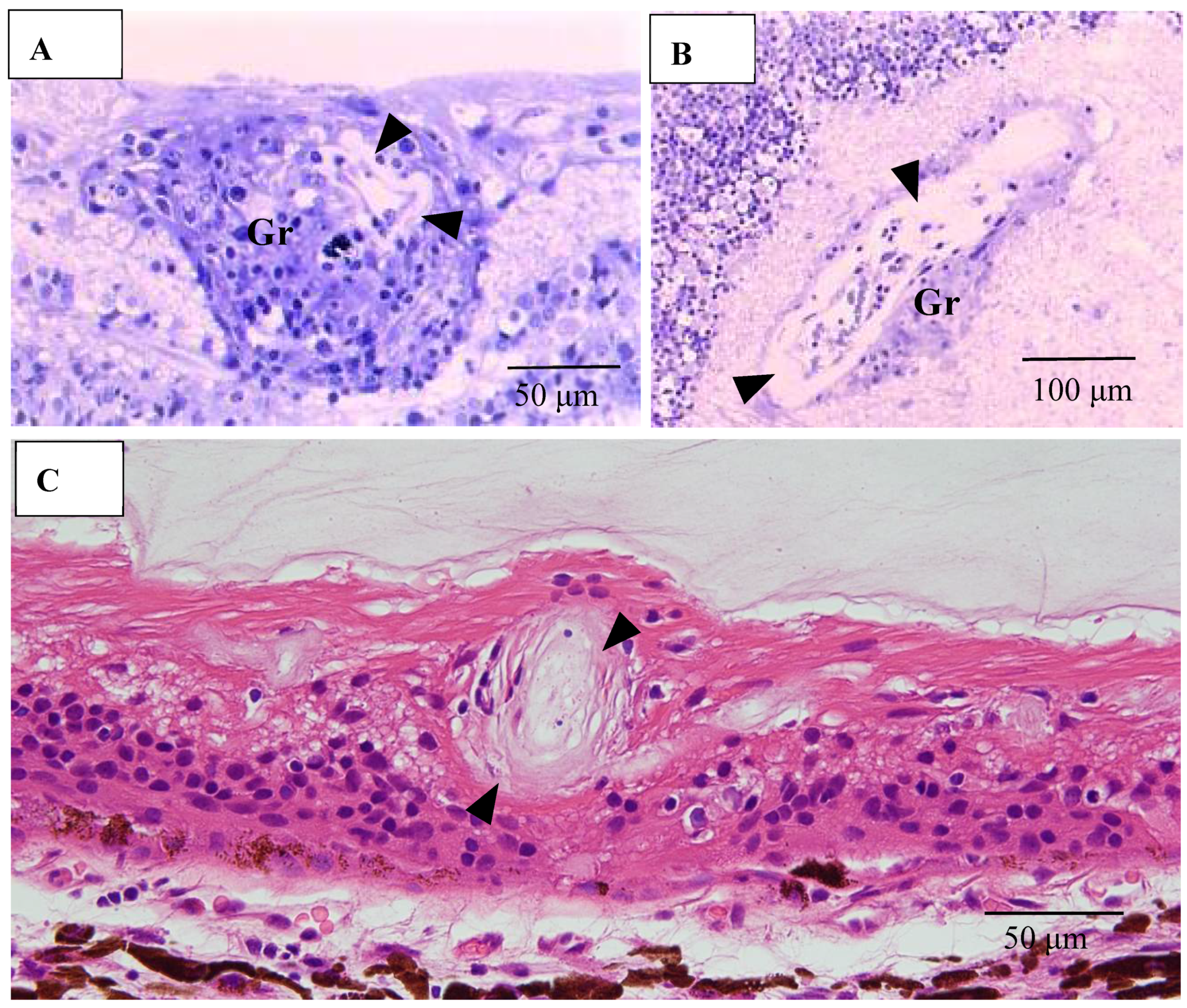 Diagnostics 11 00039 g013
