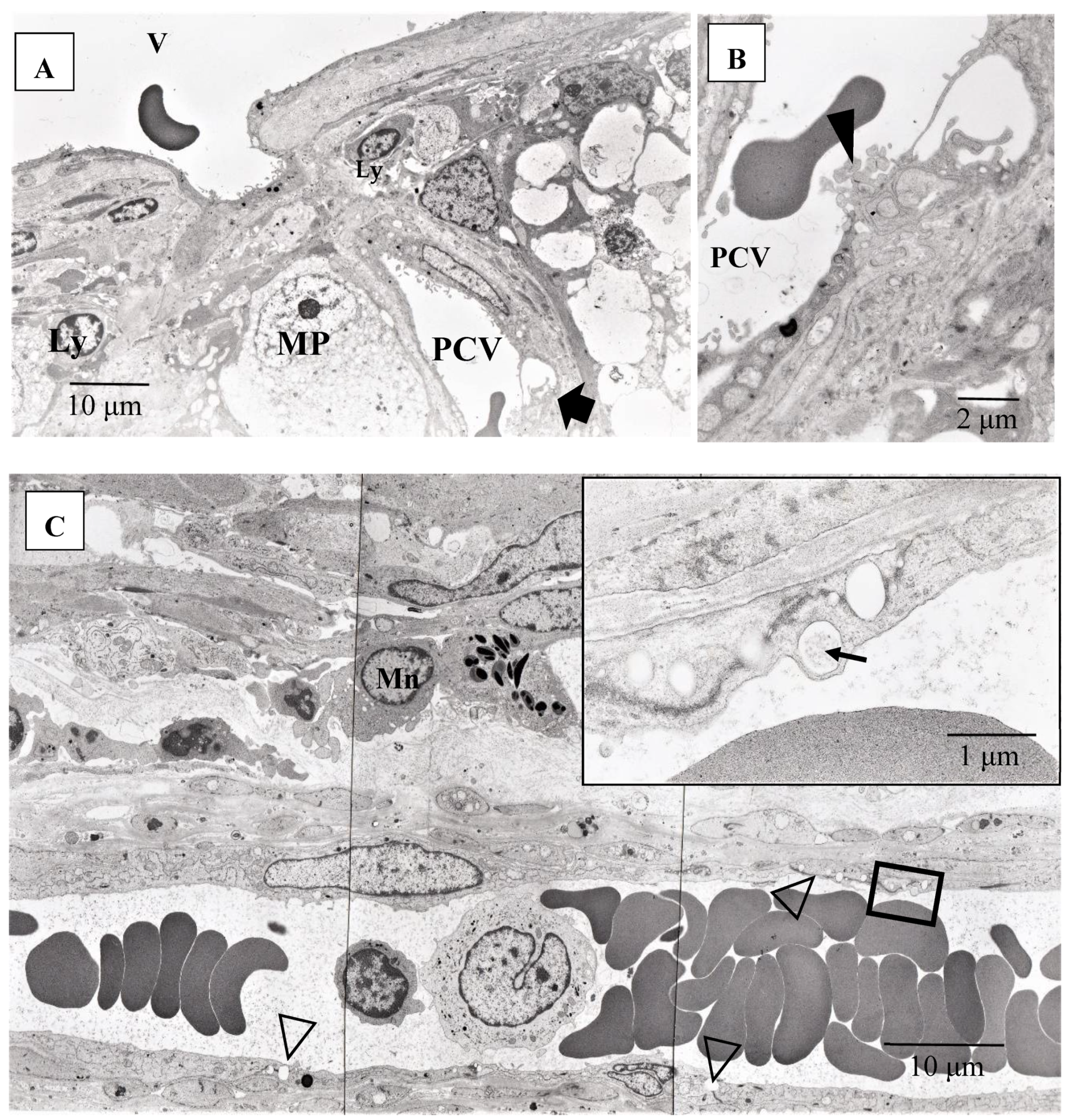 Diagnostics 11 00039 g014
