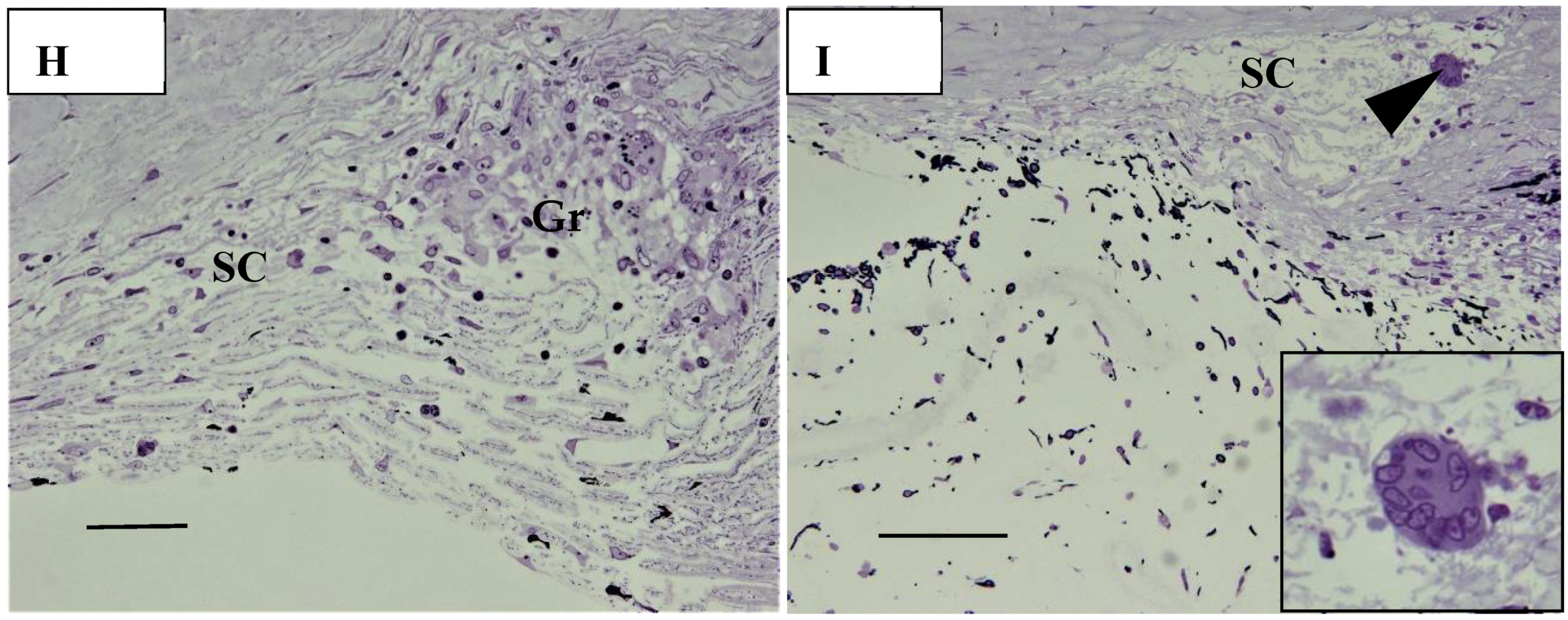 Diagnostics 11 00039 g016b