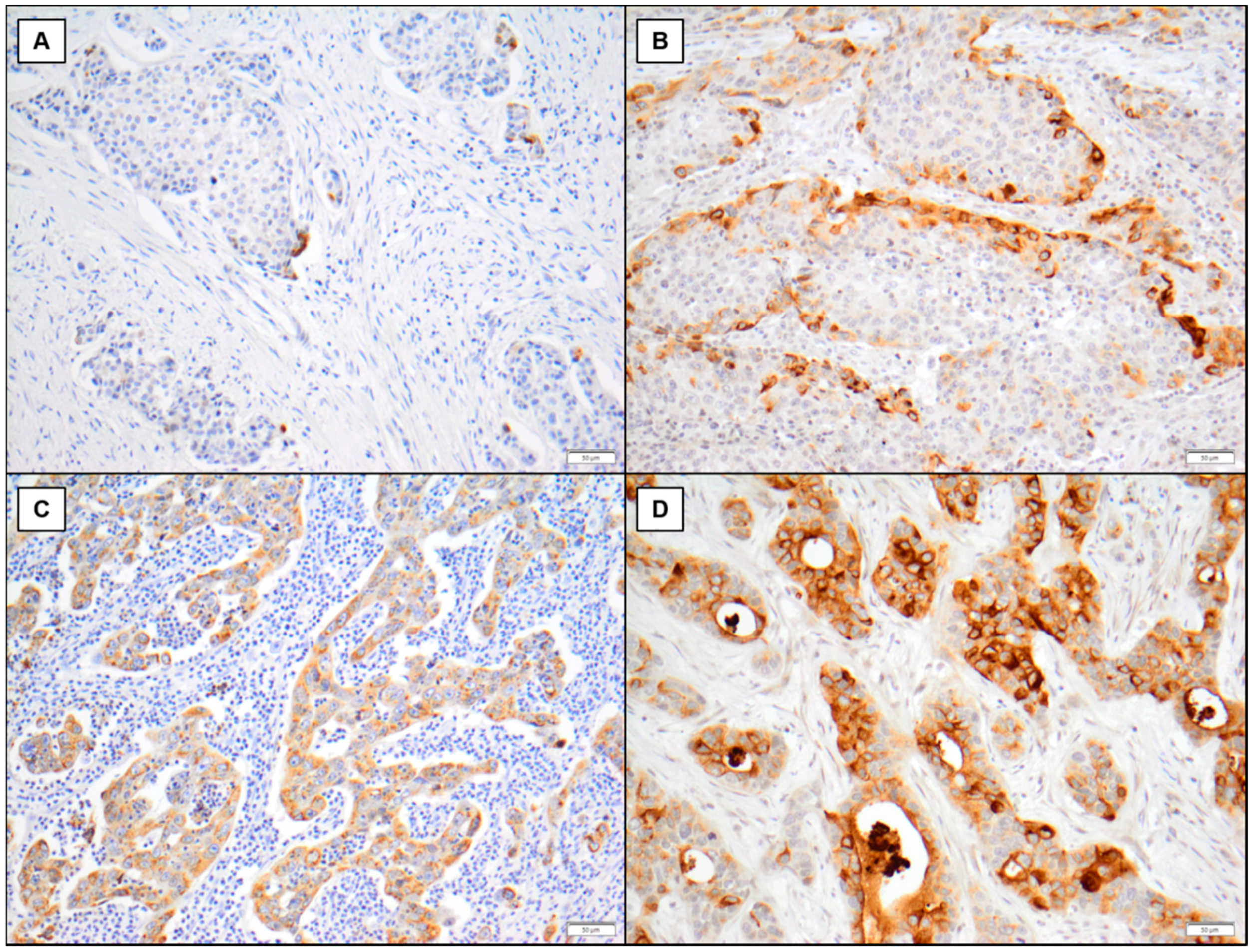 Diagnostics 11 00048 g001