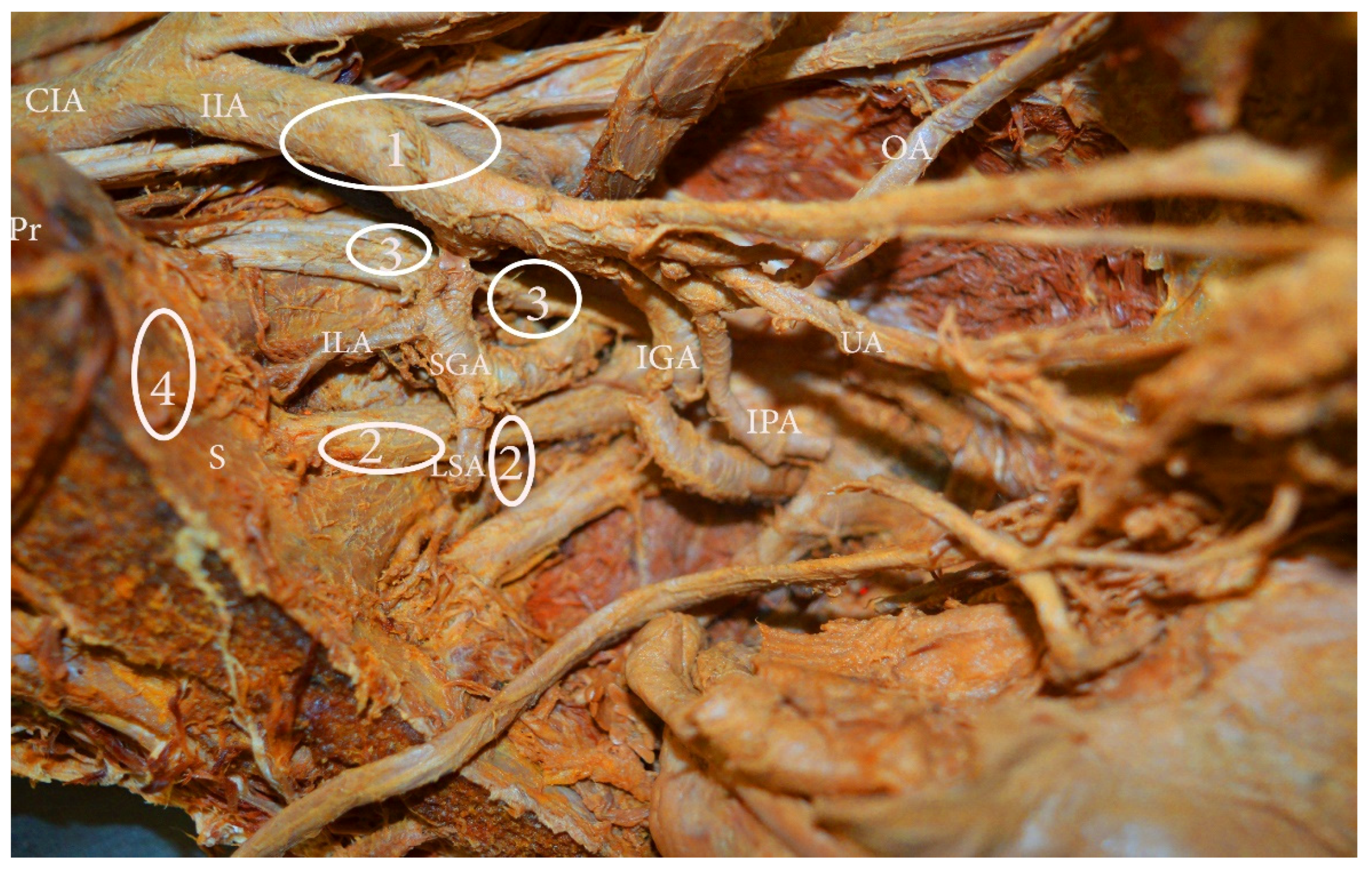 Diagnostics 11 00089 g003