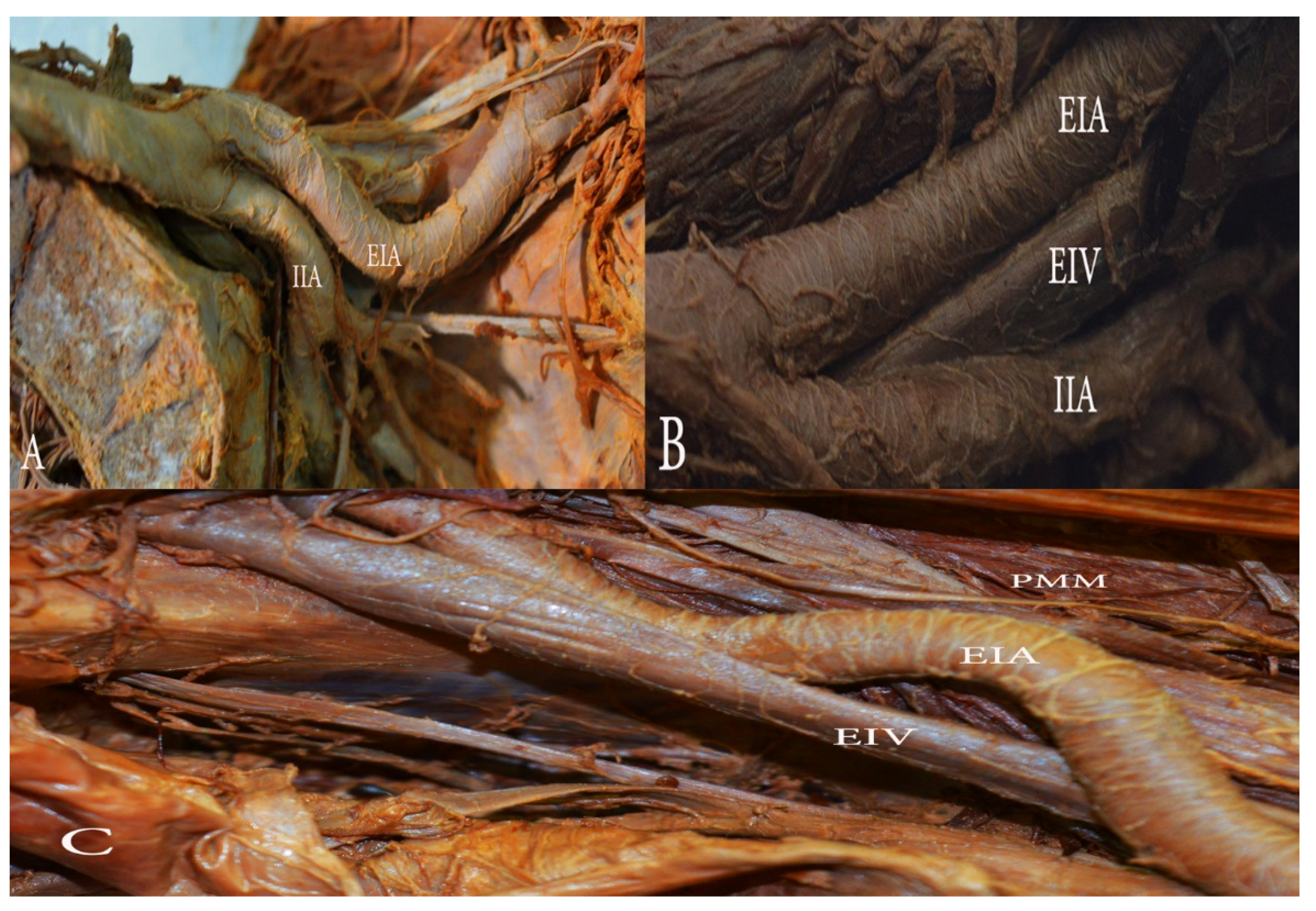 Diagnostics 11 00089 g008