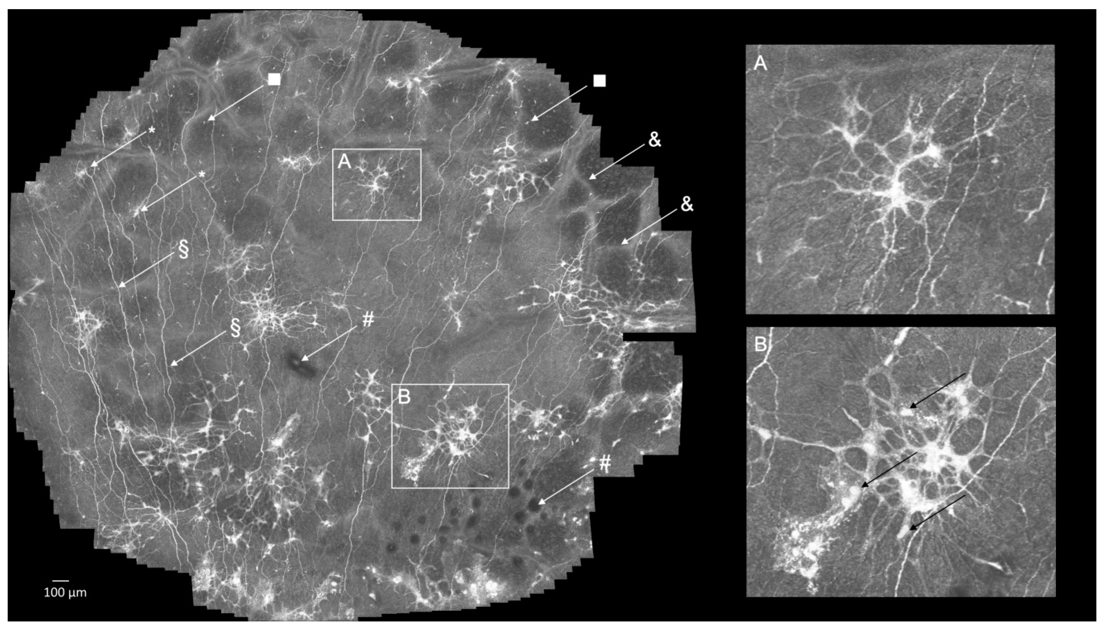 Diagnostics 11 00154 g002