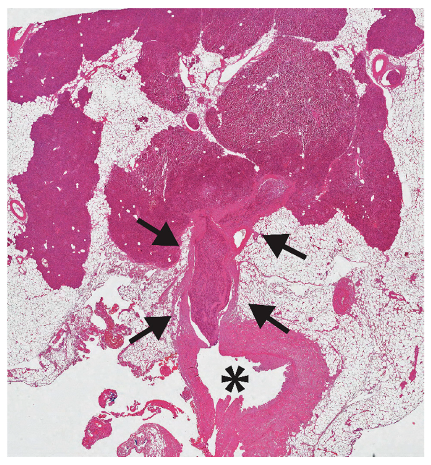 Diagnostics 11 00192 g002