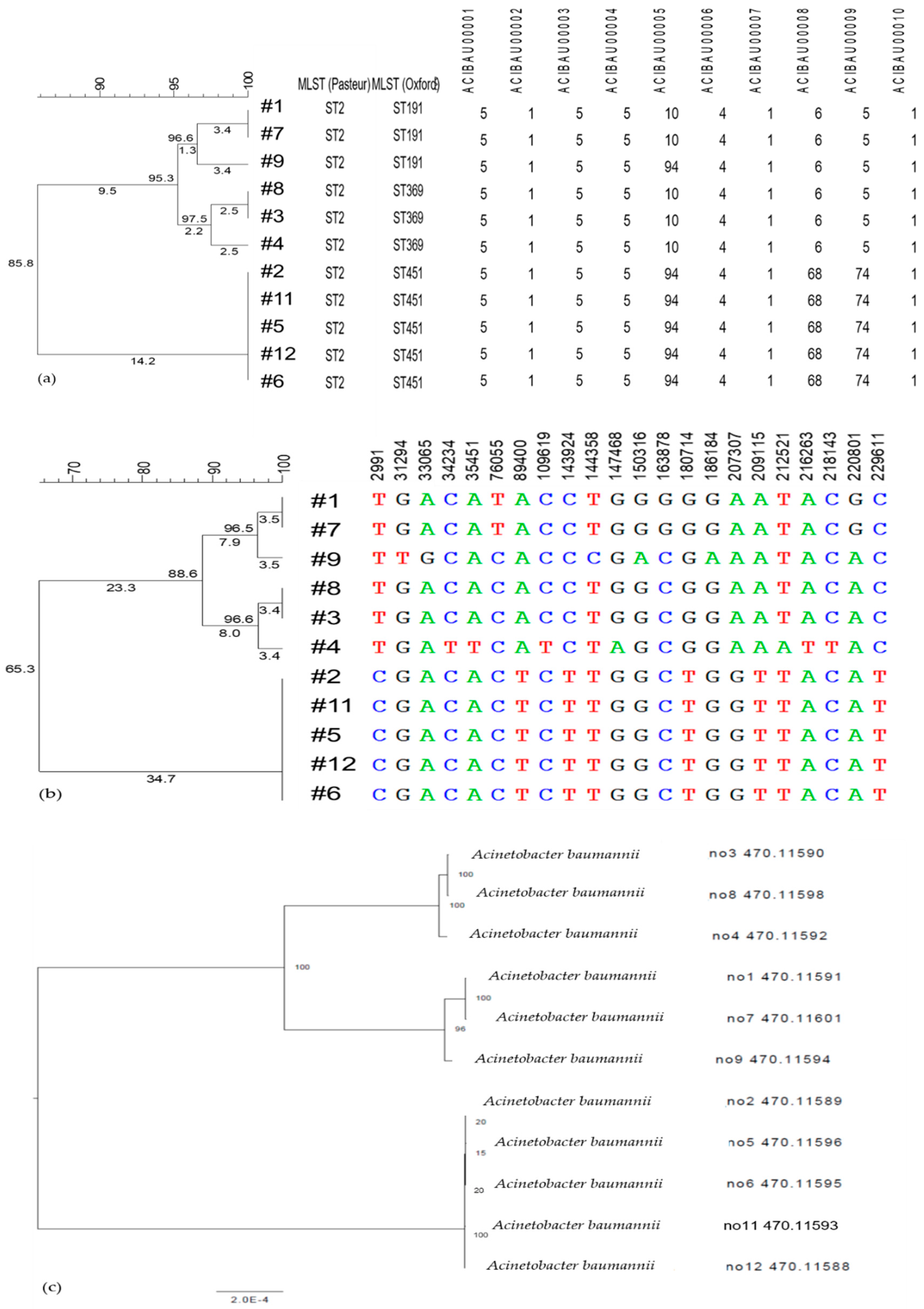 Diagnostics 11 00201 g001