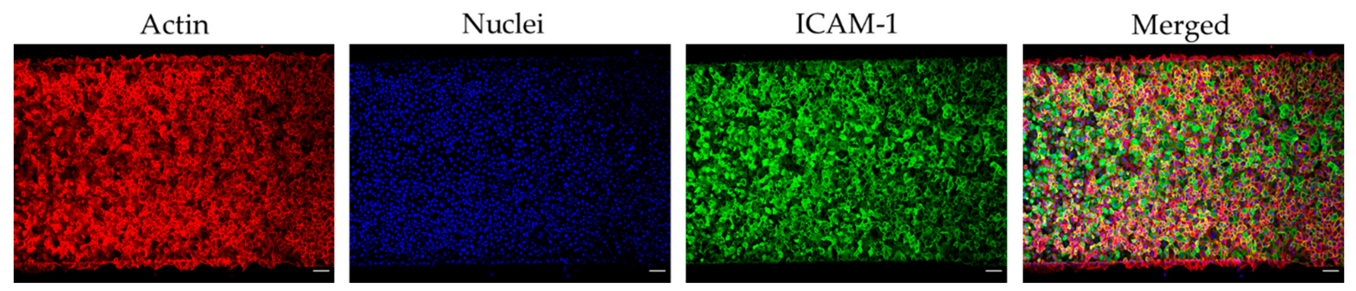 Diagnostics 11 00203 g002