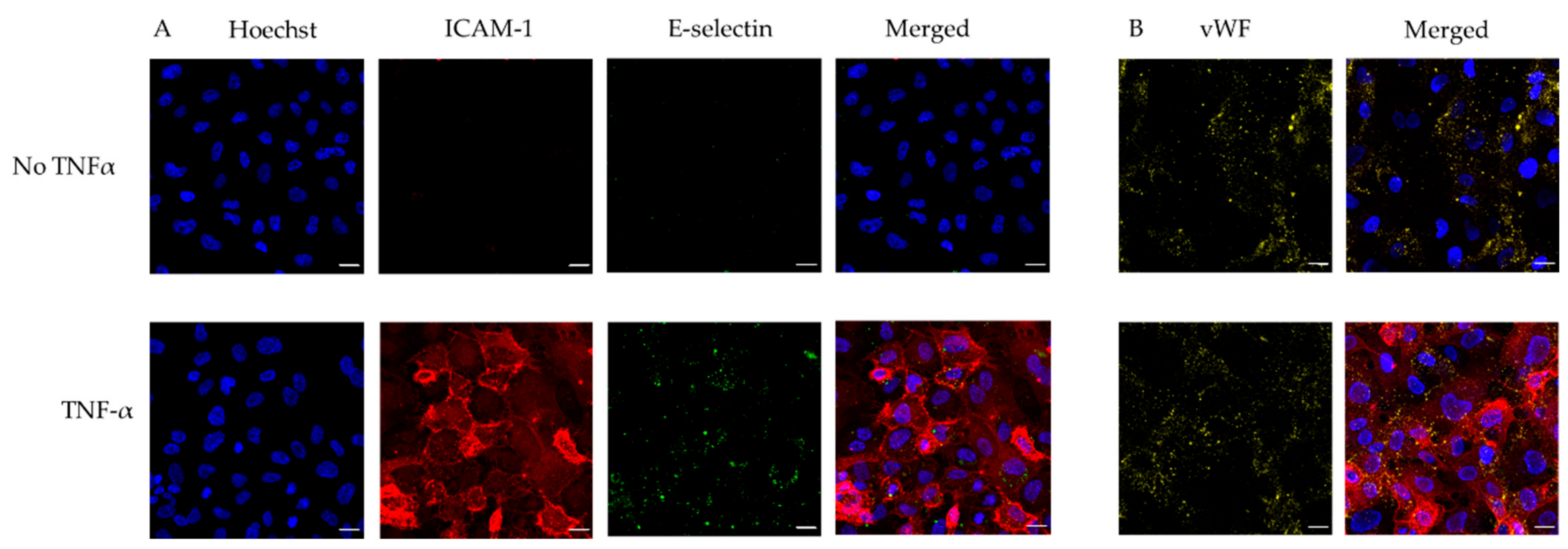 Diagnostics 11 00203 g003