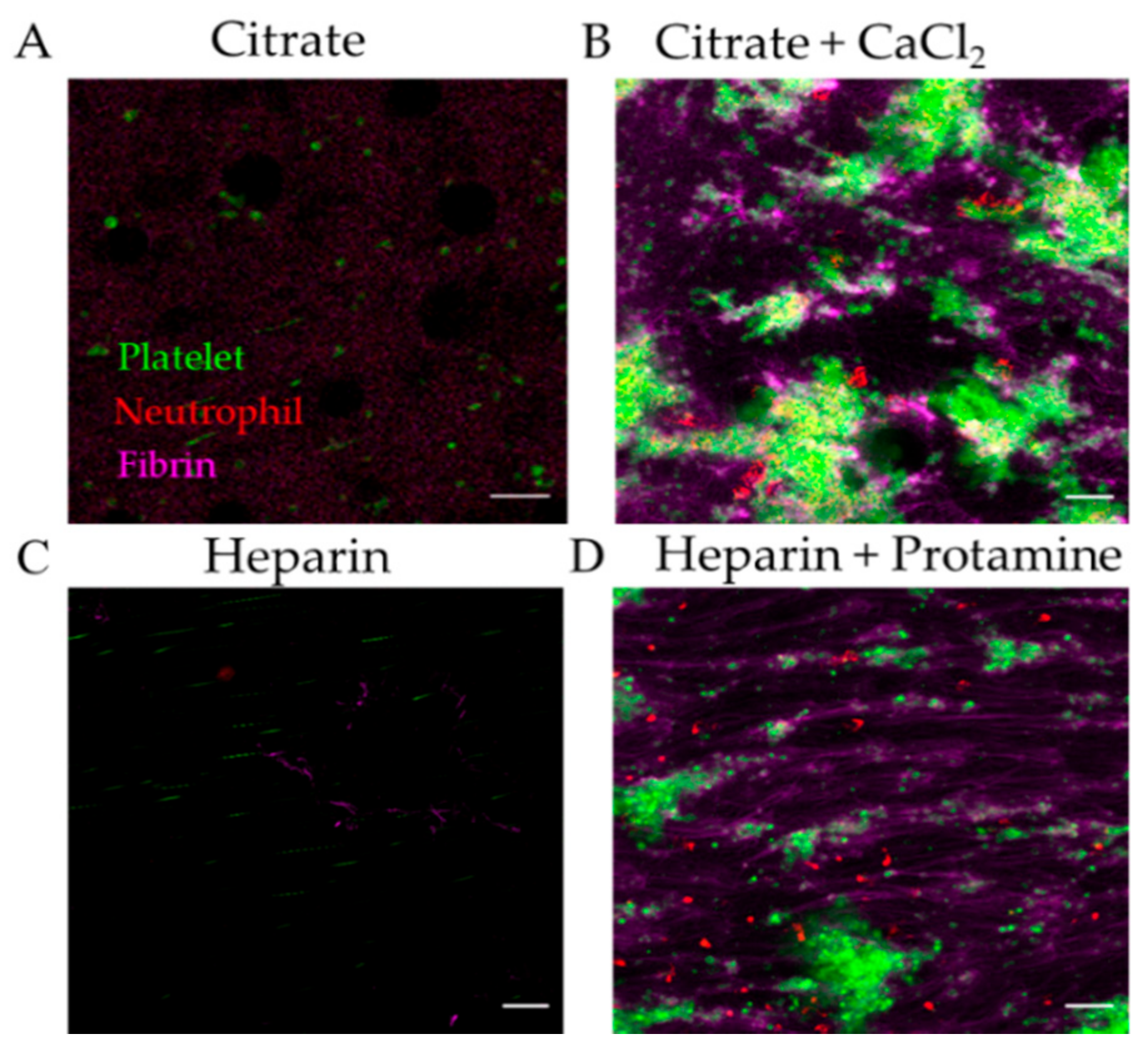 Diagnostics 11 00203 g004