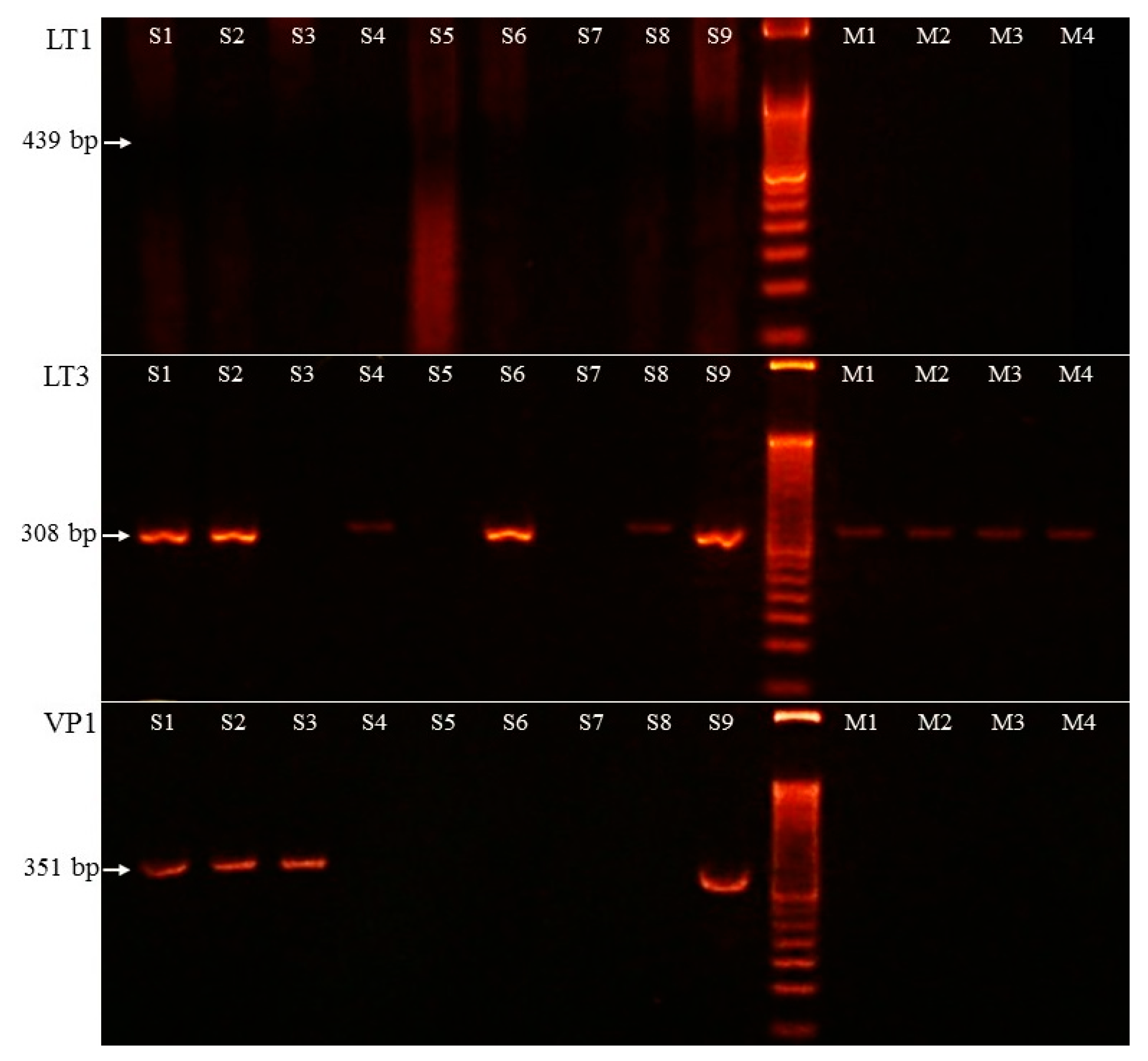 Diagnostics 11 00212 g002 Diagnostics 11 00212 g002