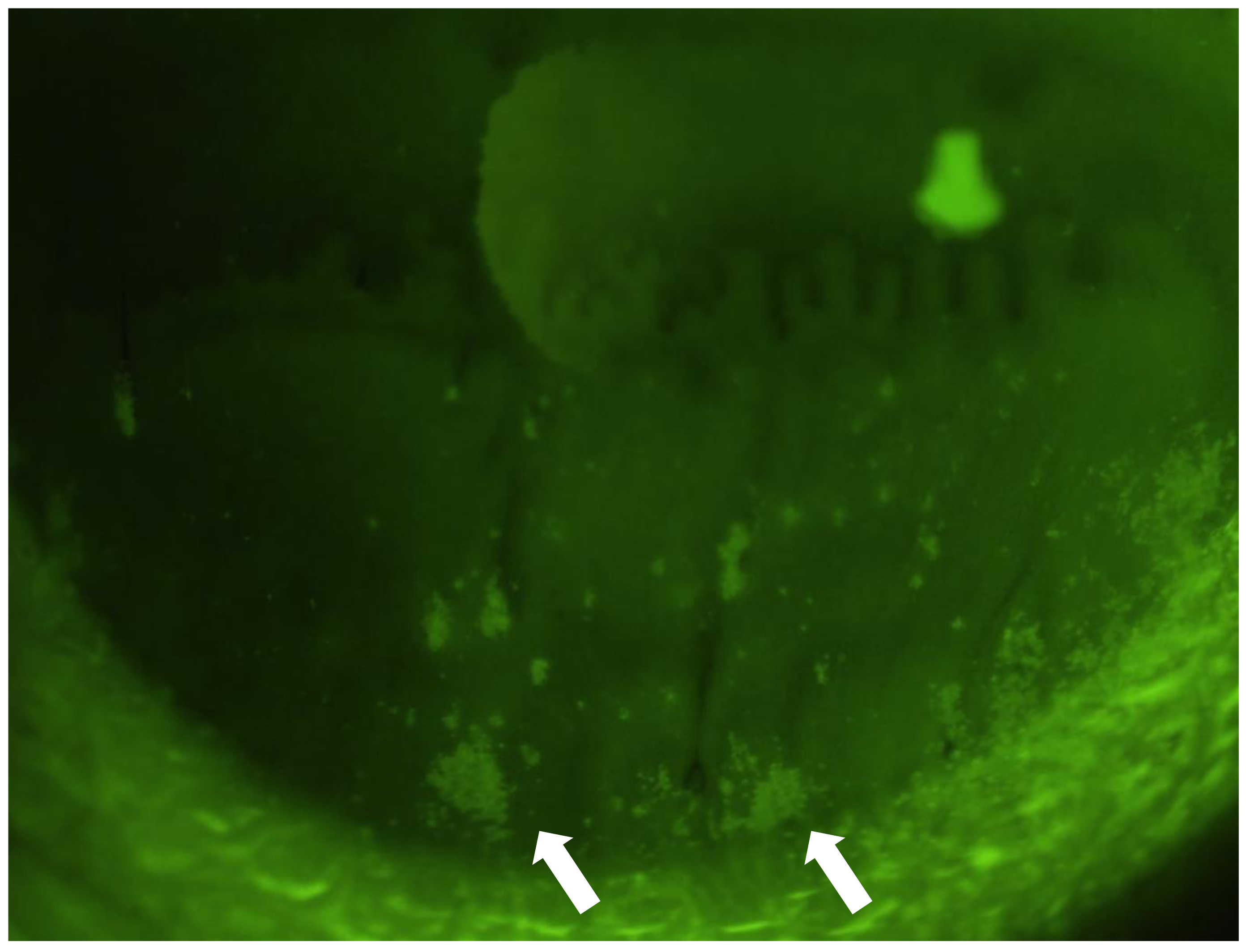 Diagnostics 11 00232 g001