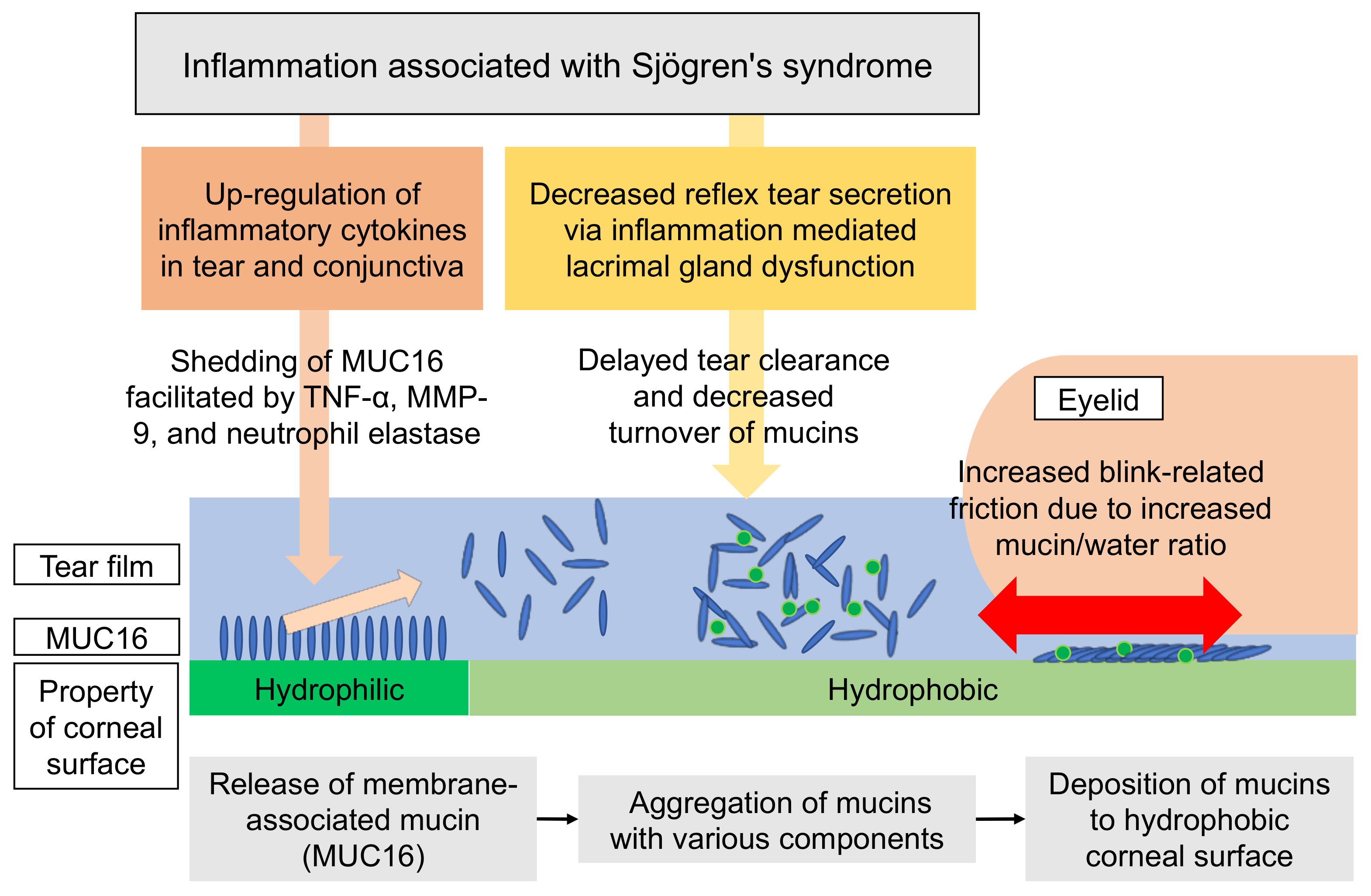Diagnostics 11 00232 g004