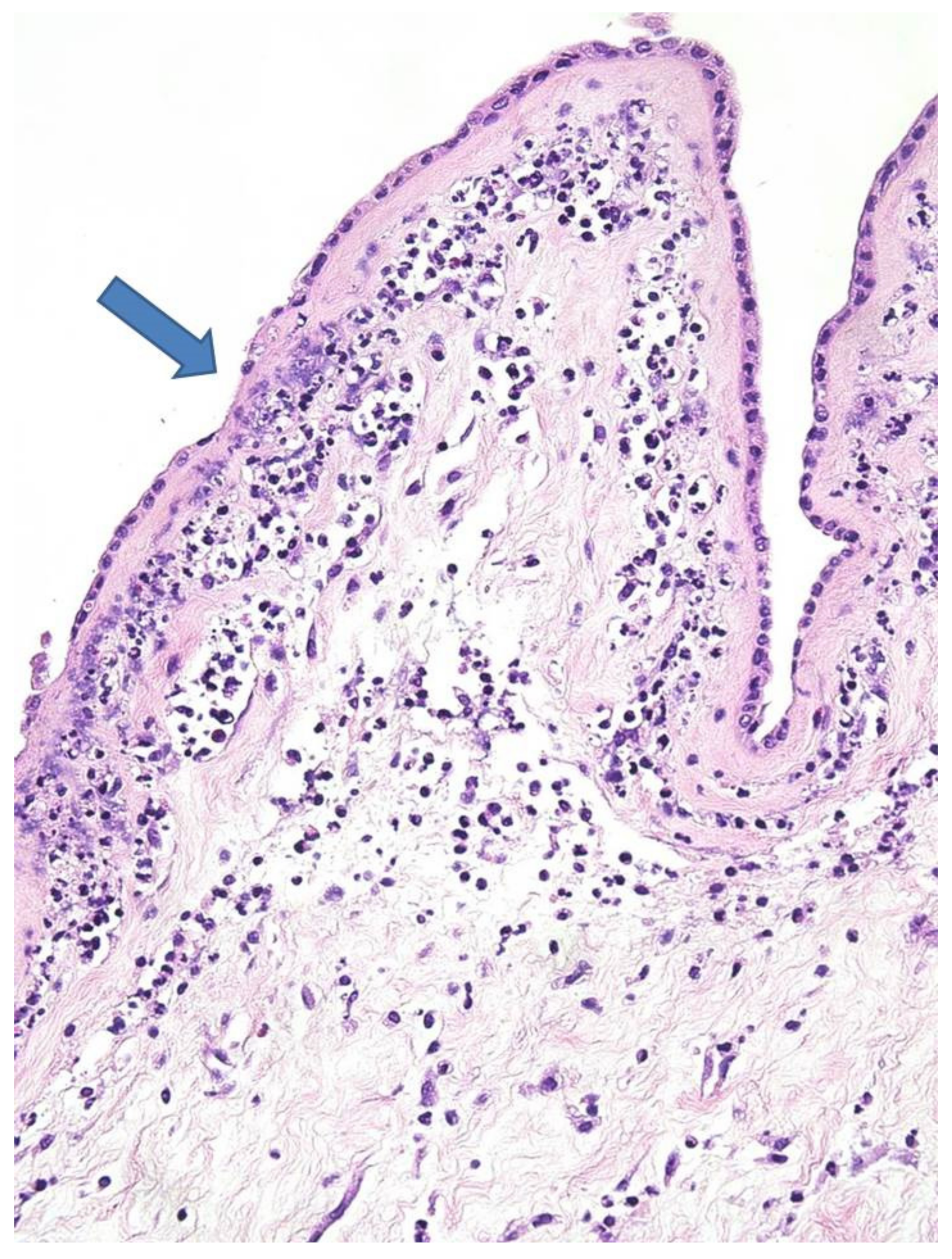 Diagnostics 11 00243 g002