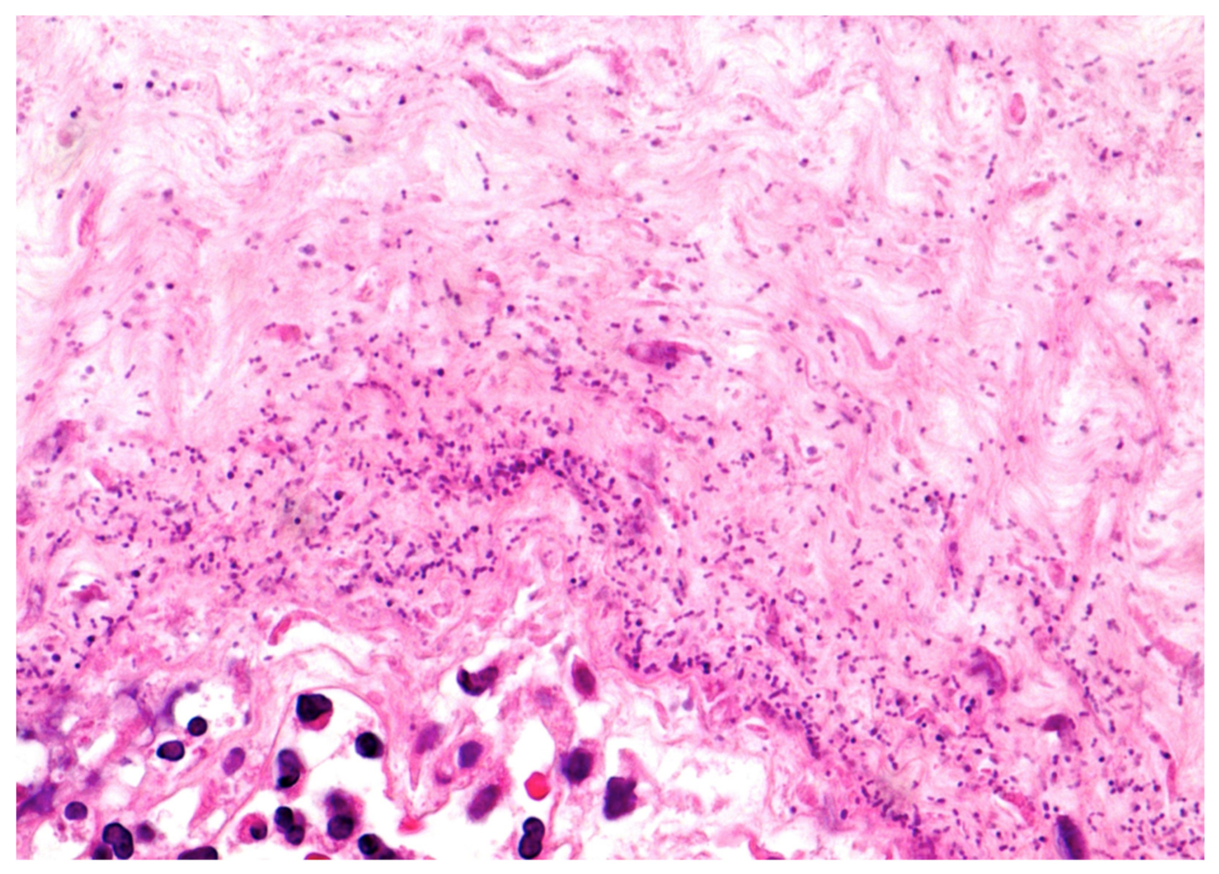 Diagnostics 11 00243 g003