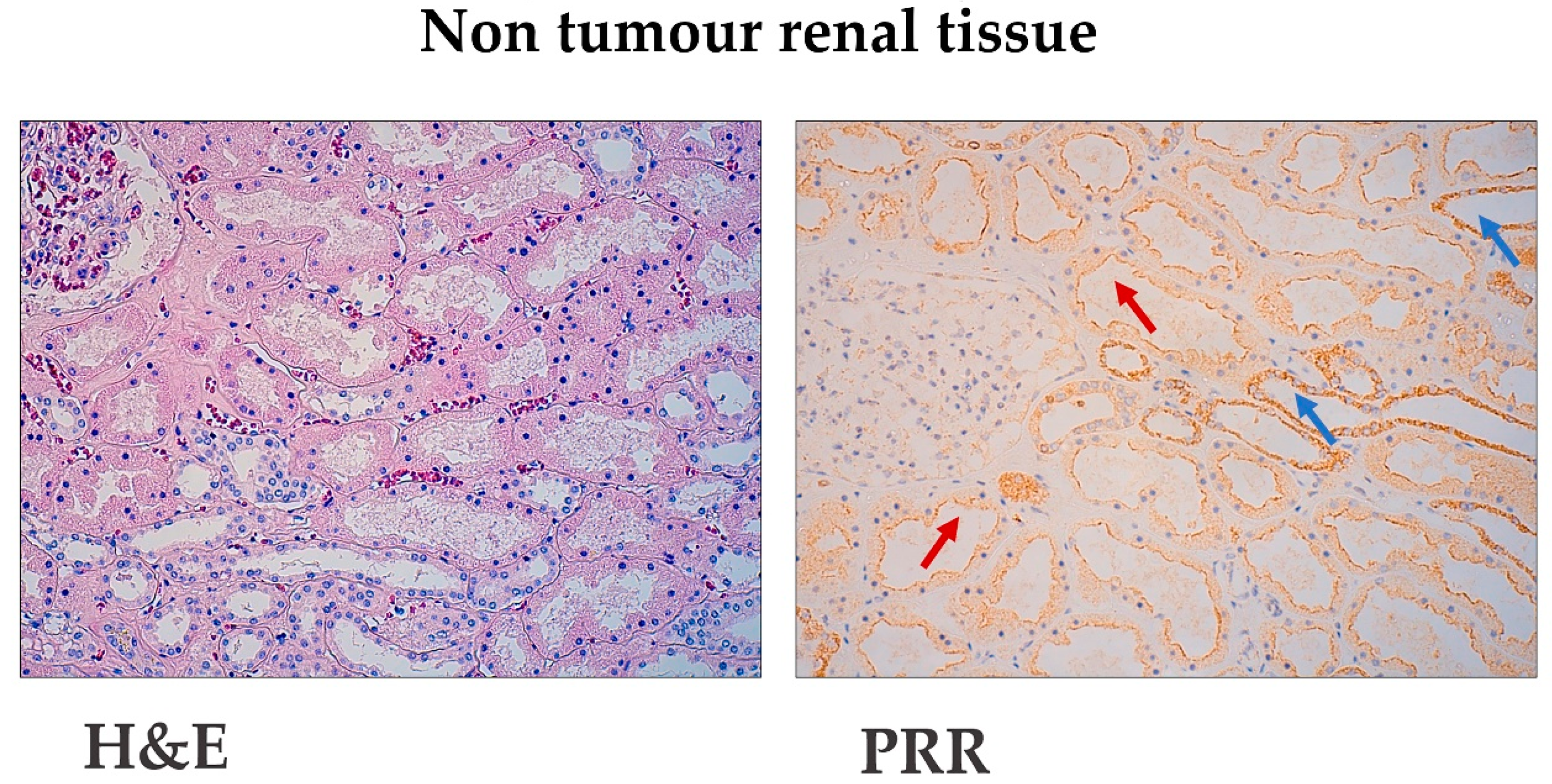 Diagnostics 11 00272 g001