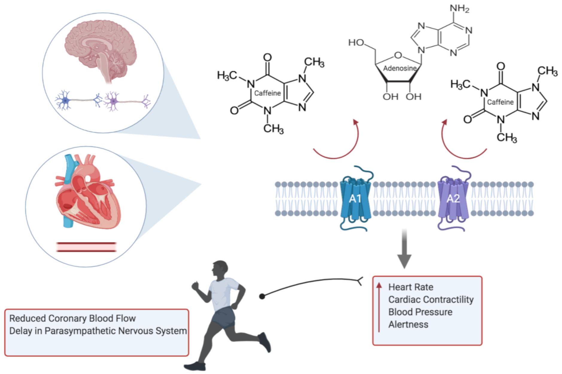 Diagnostics 11 00324 g001