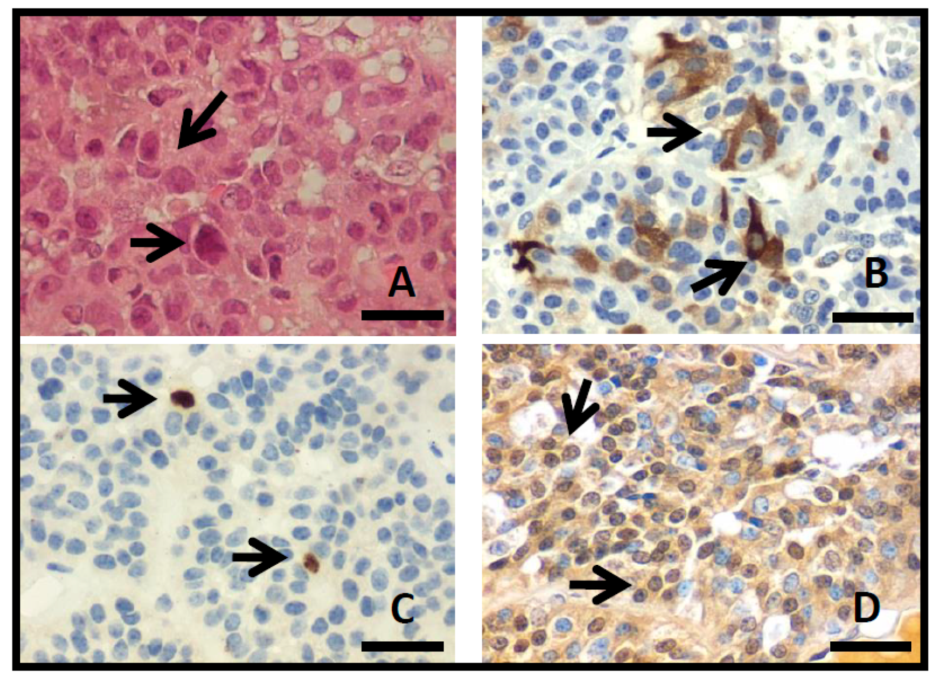 Diagnostics 11 00330 g002