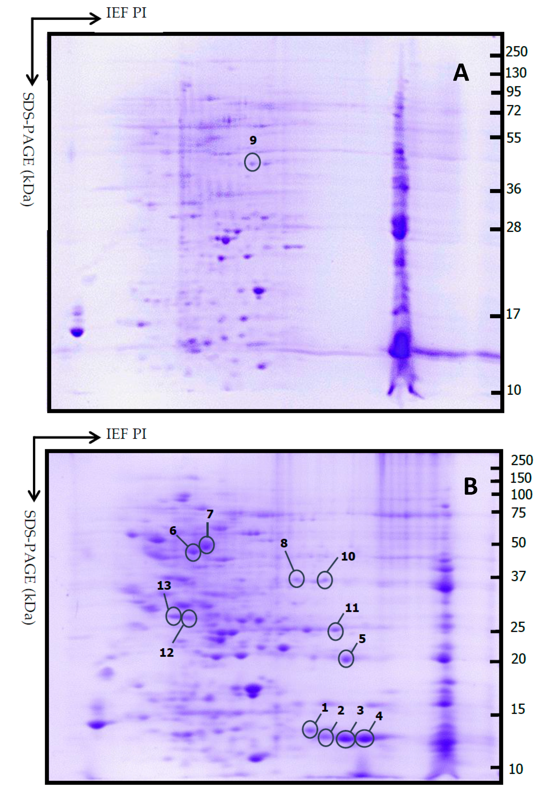 Diagnostics 11 00330 g004