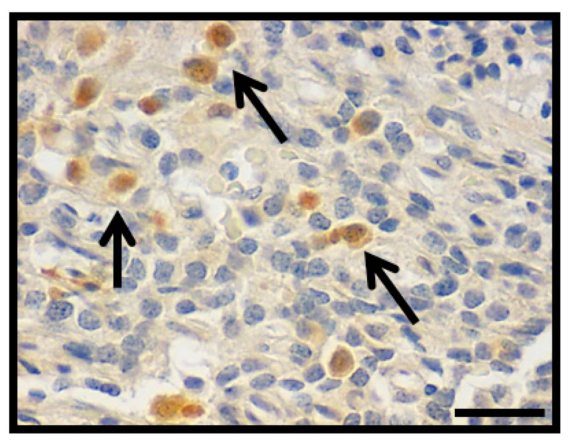 Diagnostics 11 00330 g005